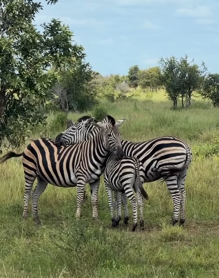 Zebras in an embrace