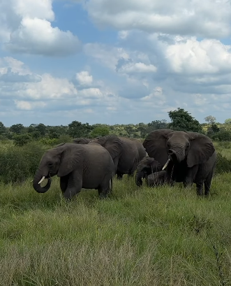 The herd
