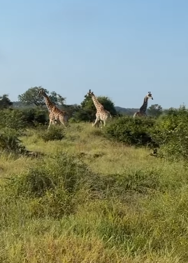 Majestic giraffes