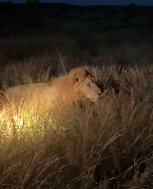 The King of the Jungle