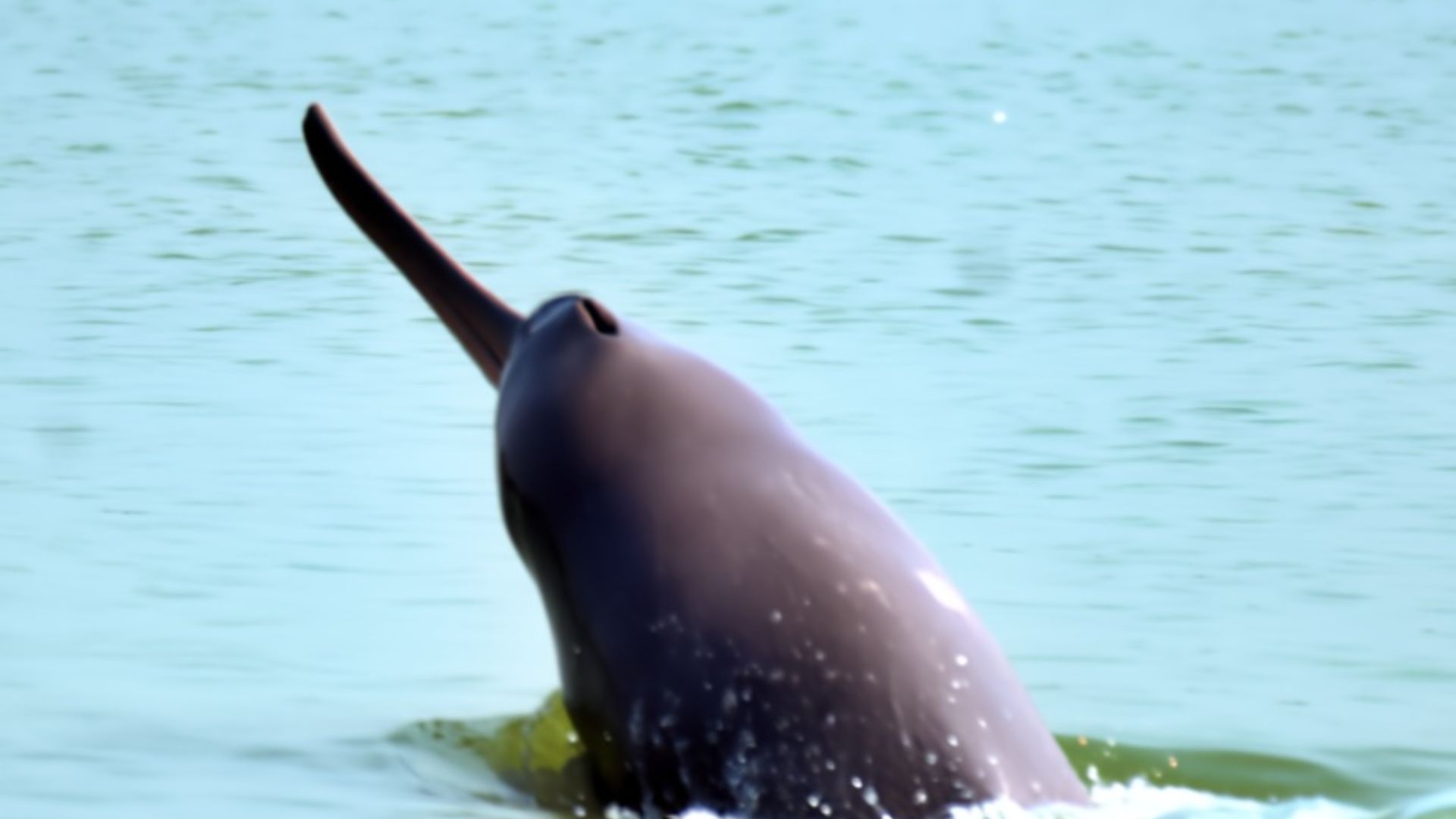 12. Dauphins géants d'eau douce