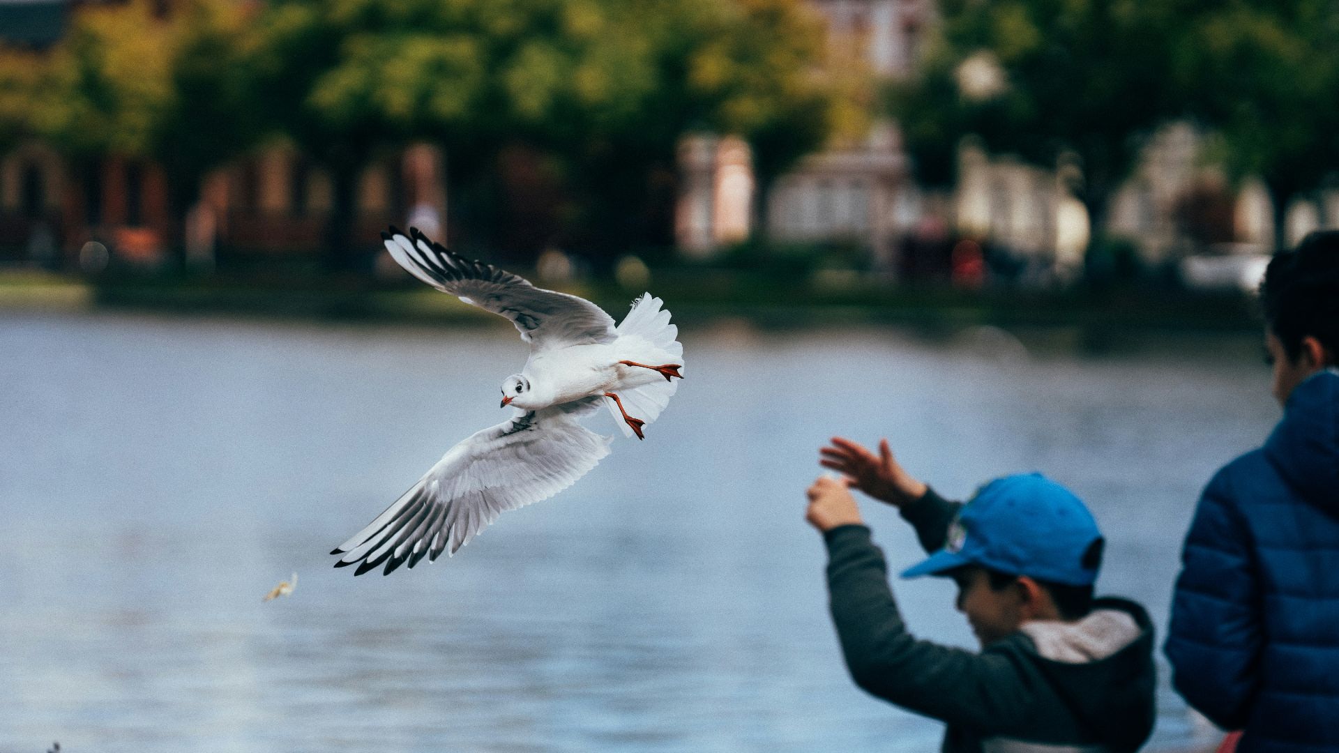 15. Observez les oiseaux