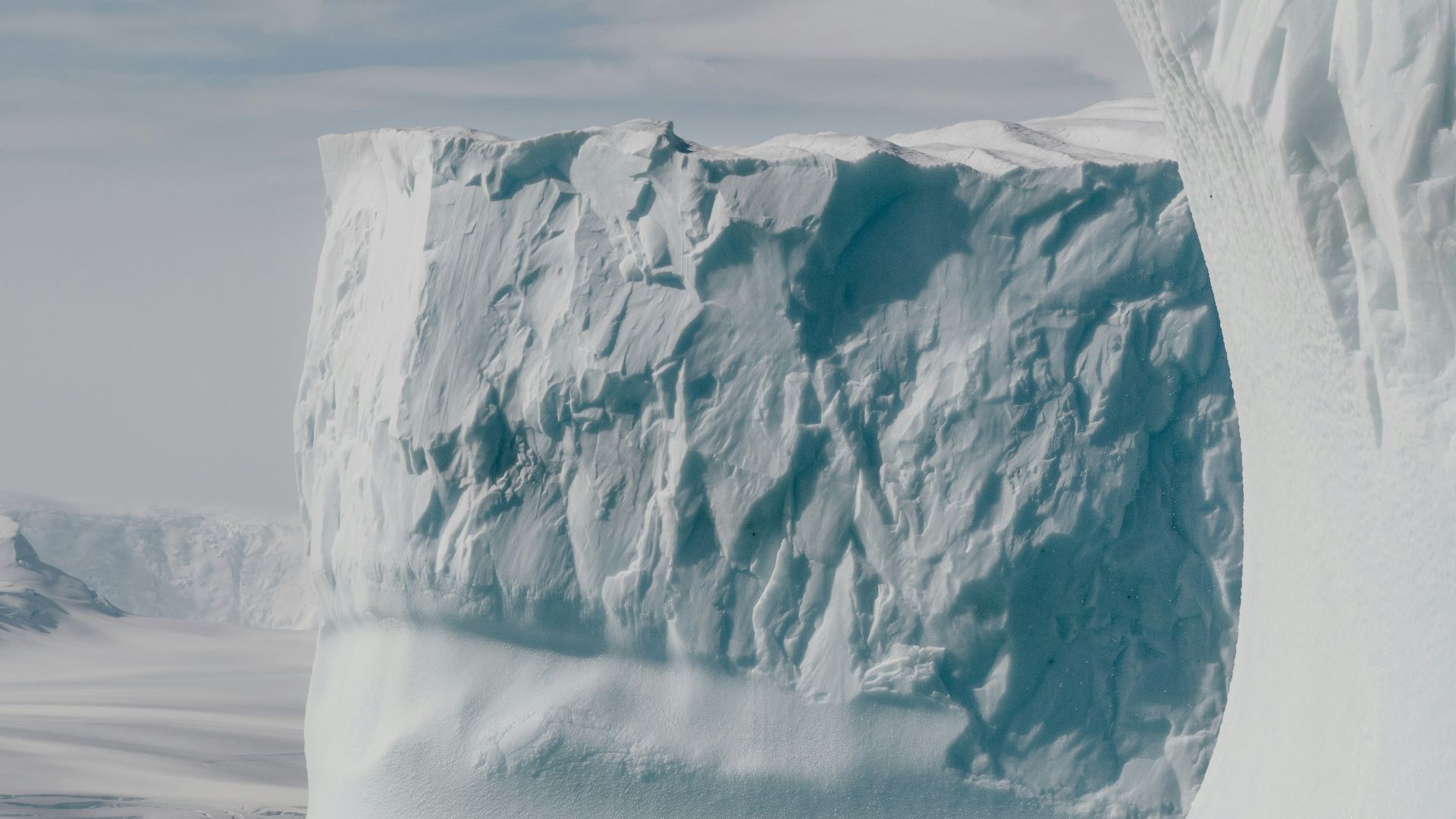 8. La forêt antarctique