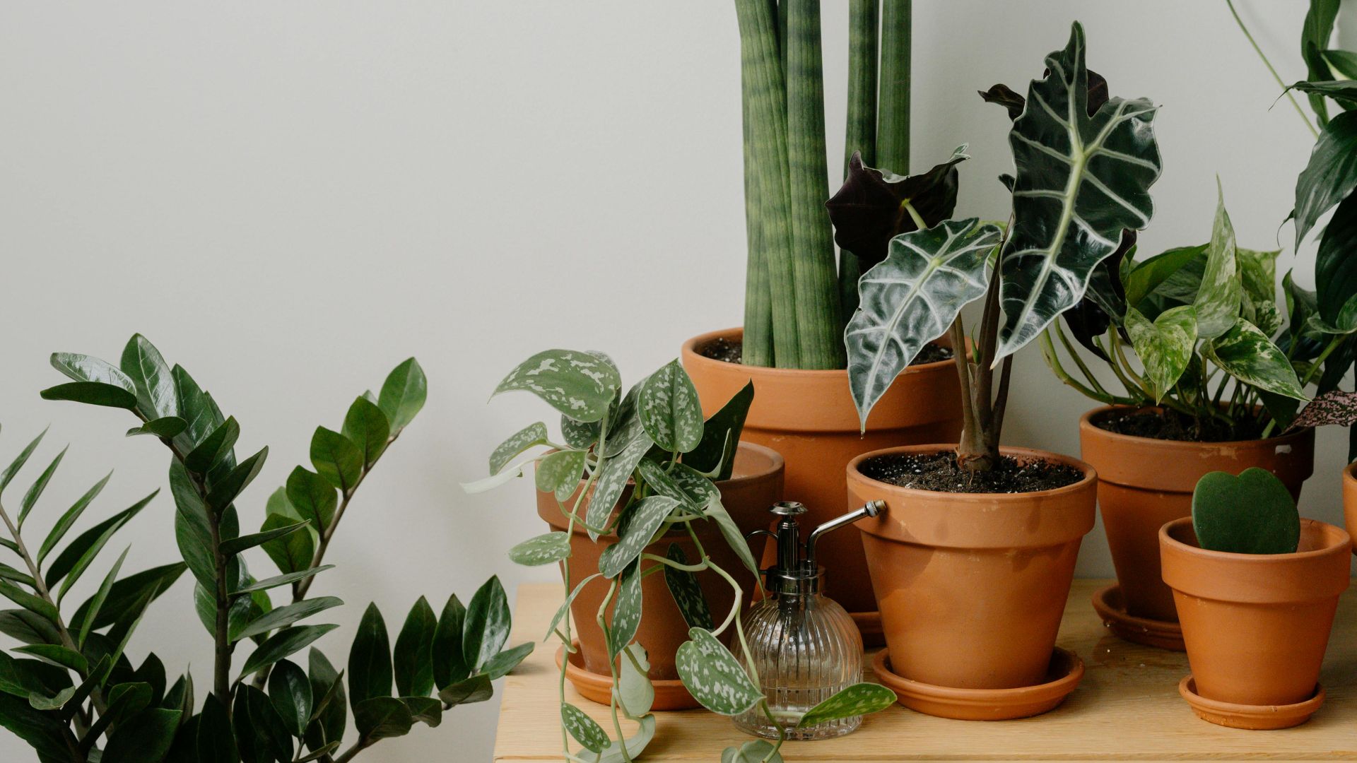 9. Acheter des plantes plus vite qu'ils ne peuvent s'en occuper