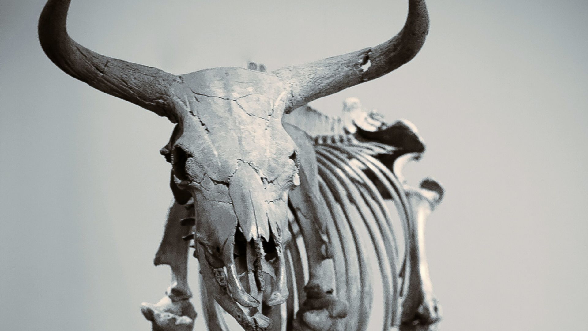 8. Aurochs