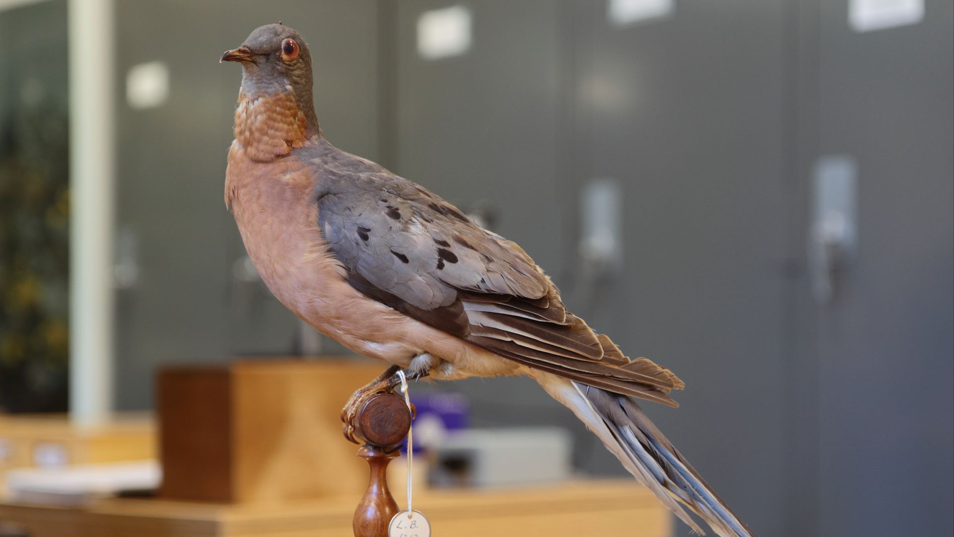 2. Le pigeon migrateur