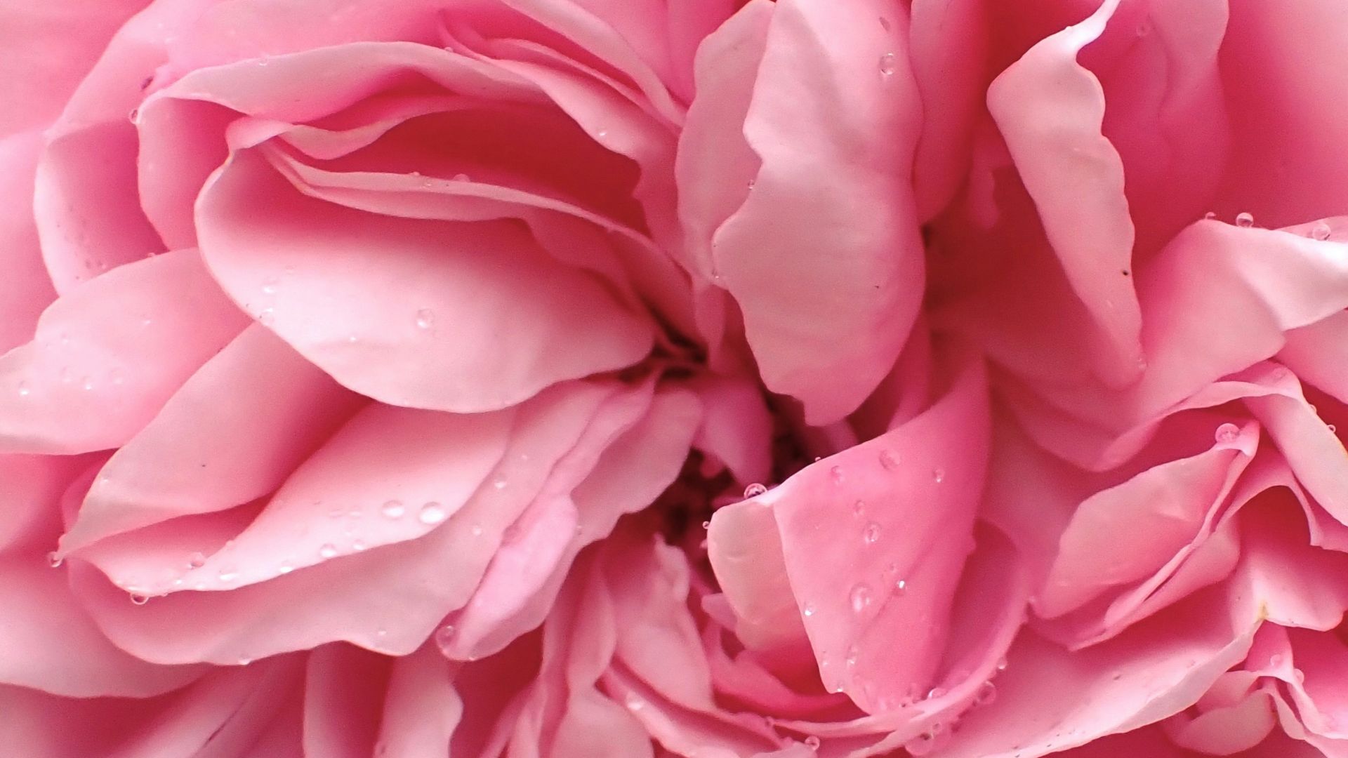 9. Rose pâle