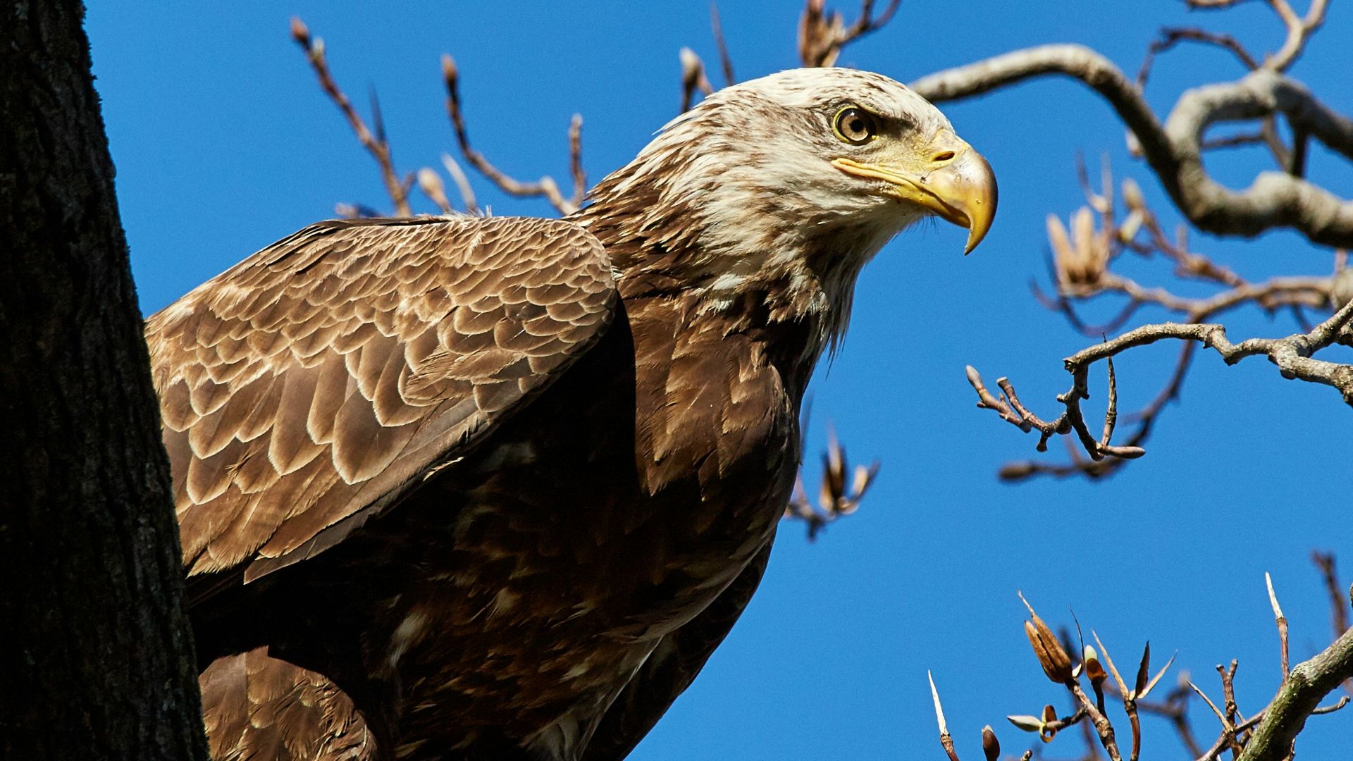 13. Le rétablissement de l'aigle à tête blanche américain