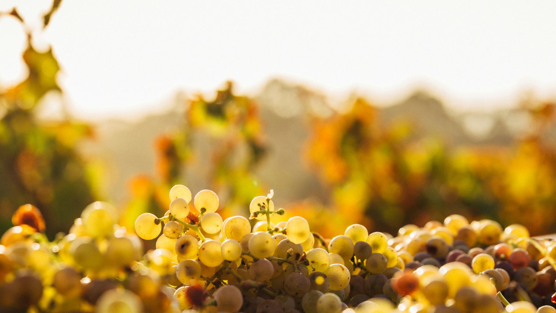 7. Vins rares et de collection
