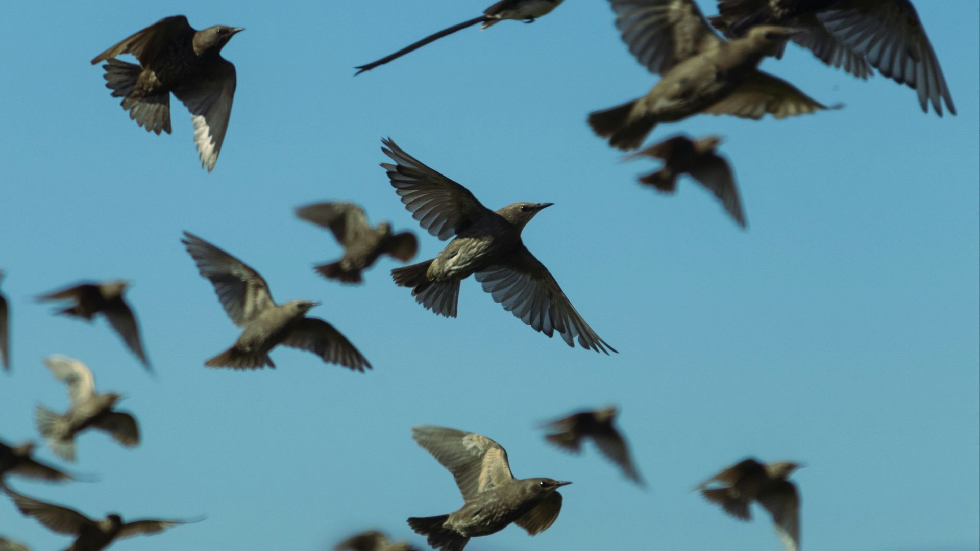 14. La tarte surprise aux oiseaux vivants