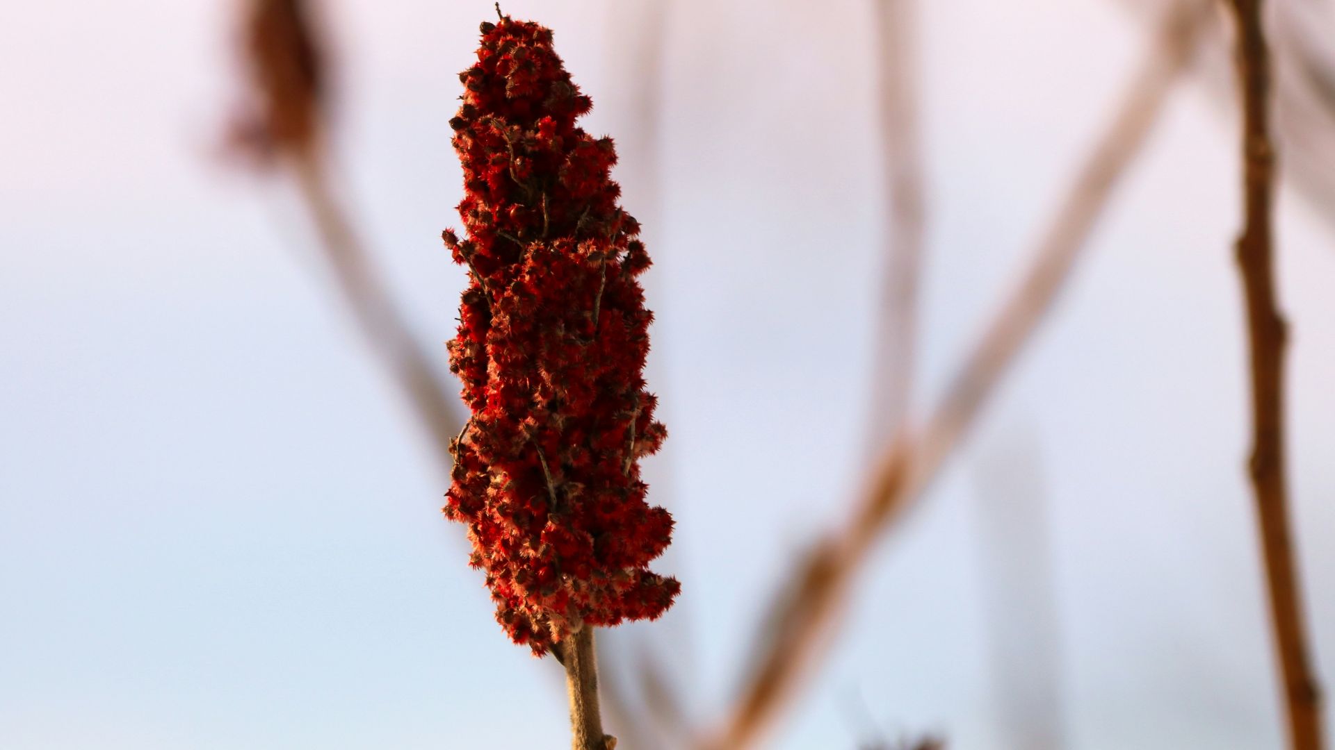 8. Sumac