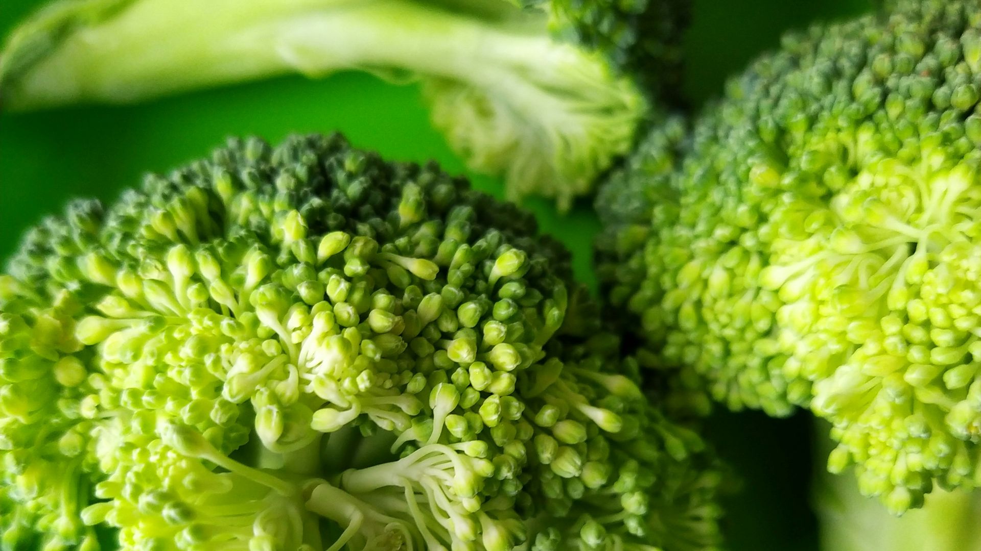 8. Brocoli