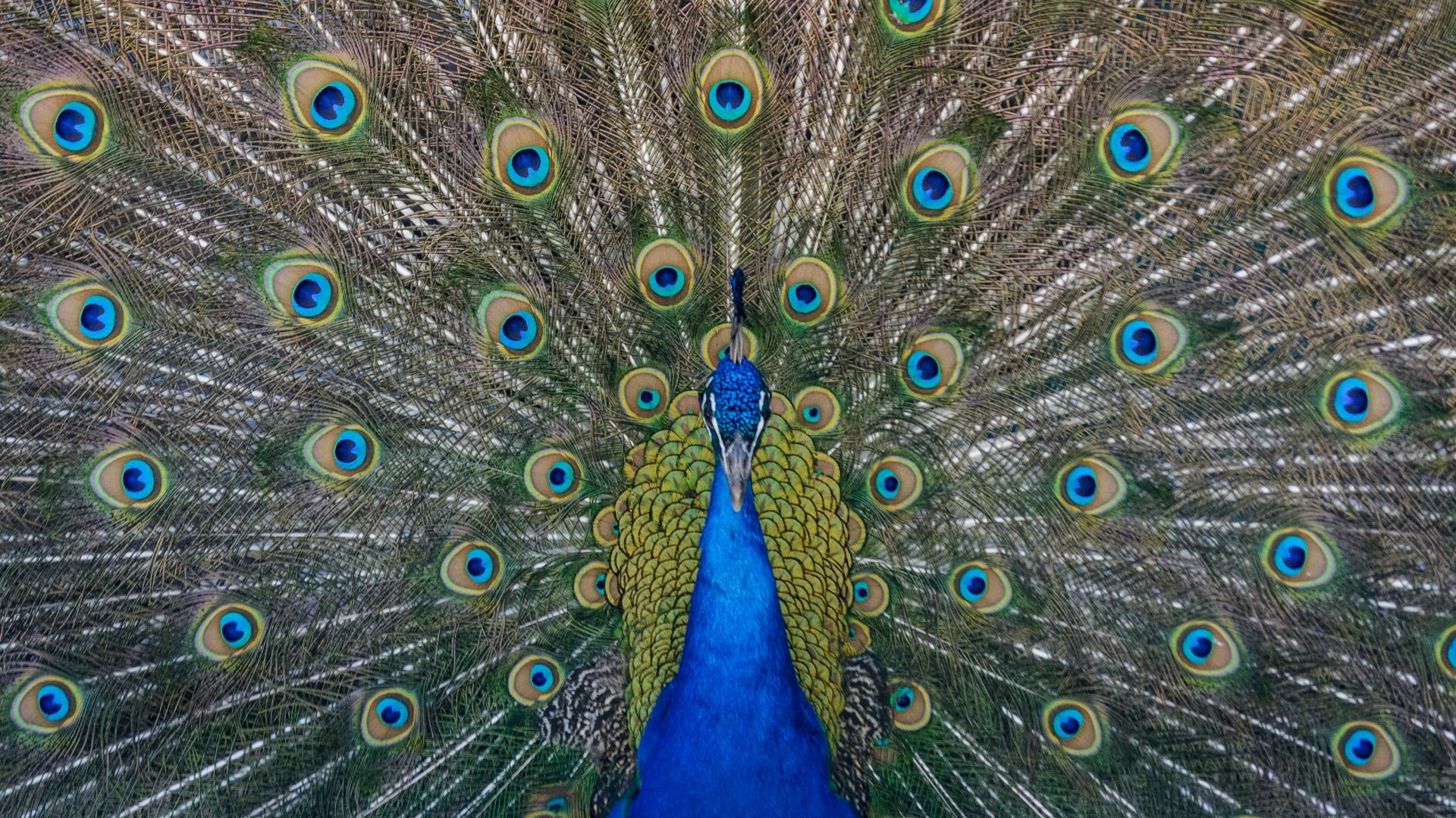11. Paon en plumes