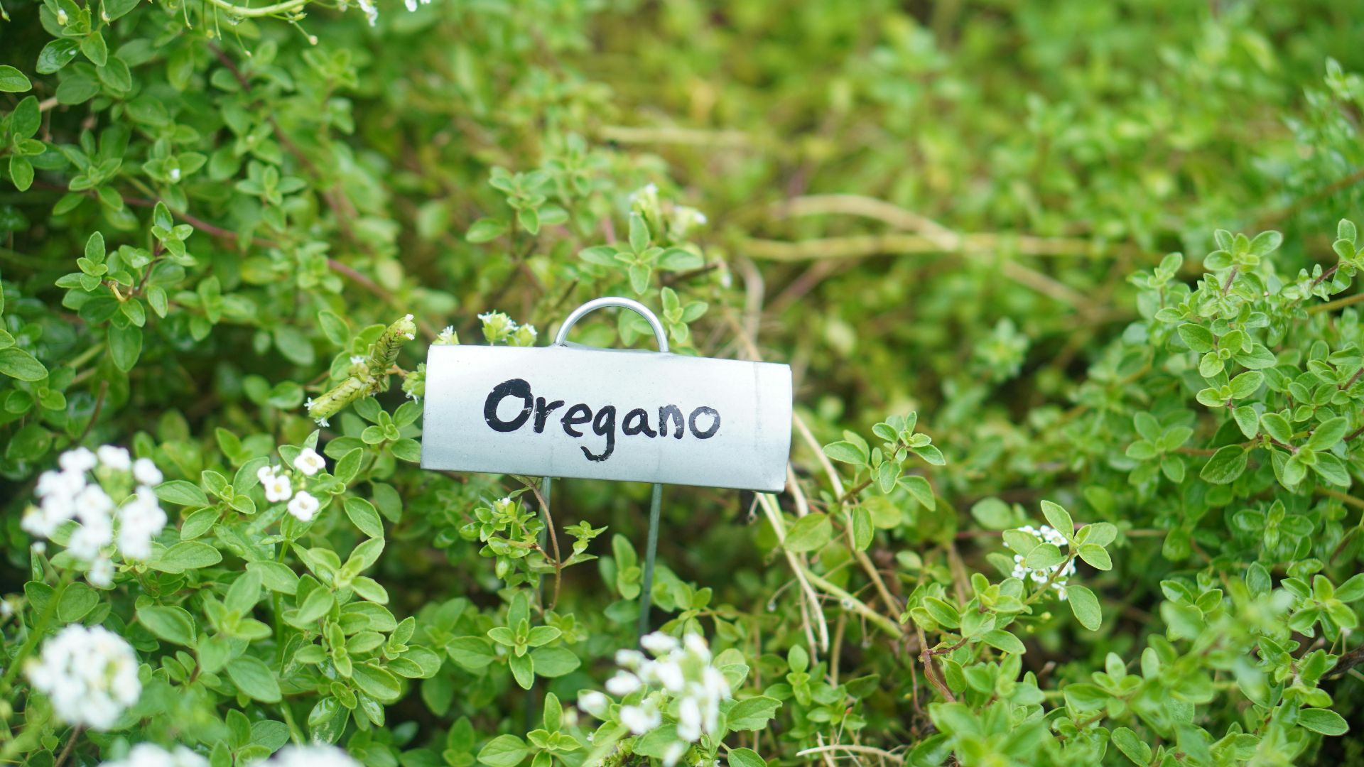 9. Origan