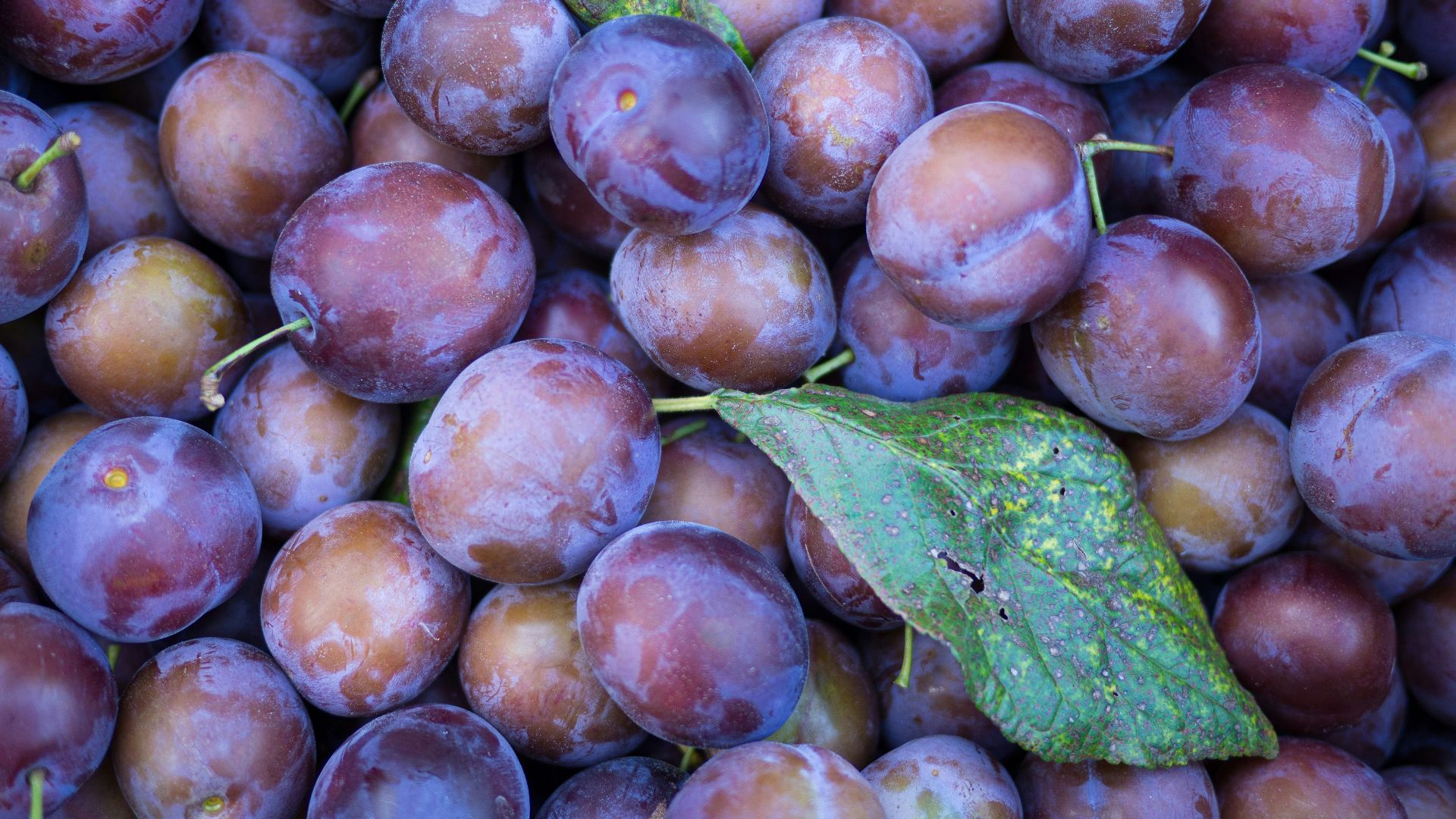 10. Prune