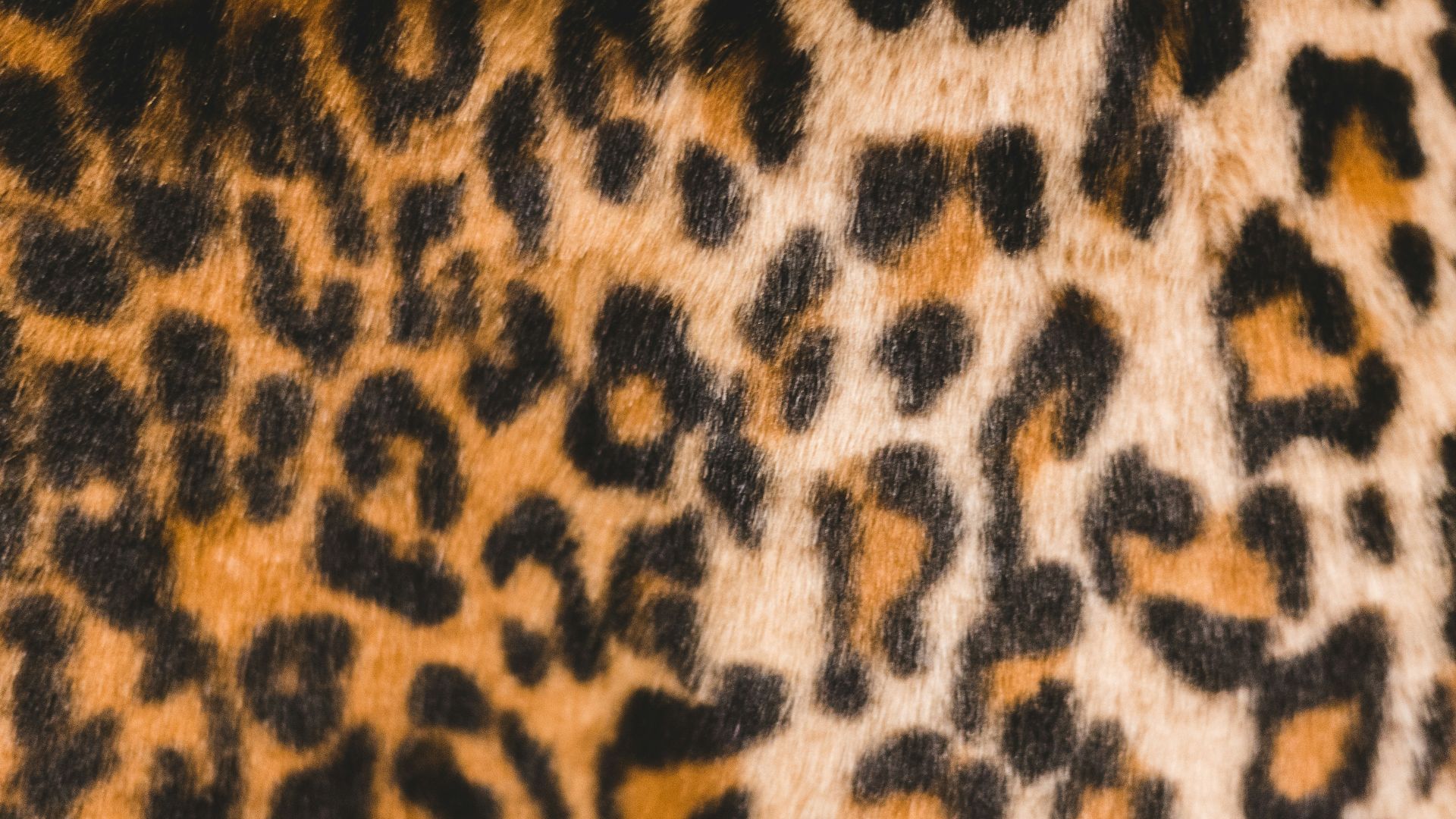 4. Trop d'imprimés animaliers