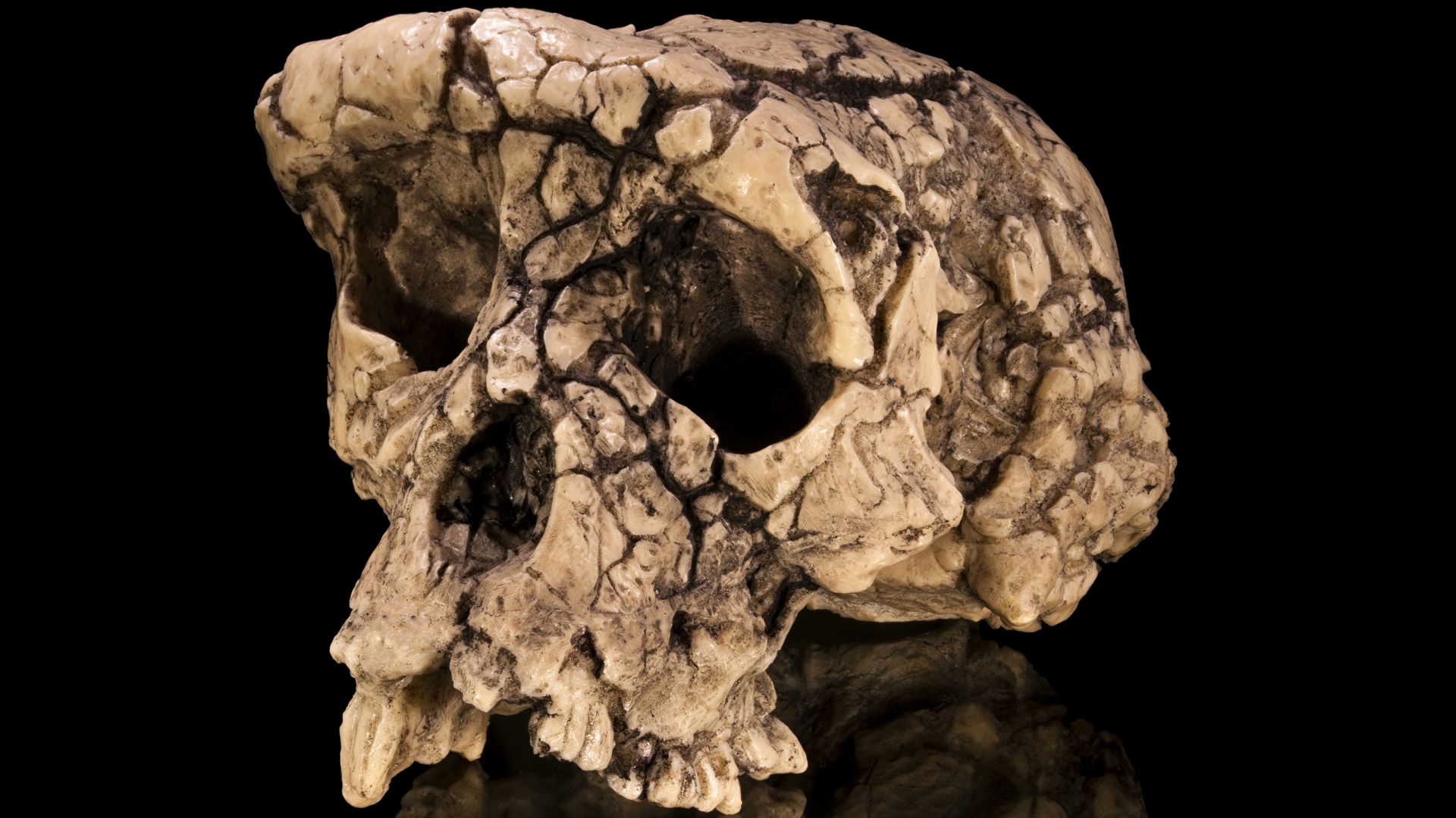 19. Sahelanthropus tchadensis