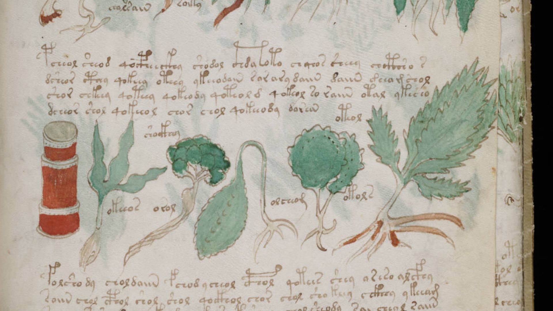 13. Le manuscrit de Voynich