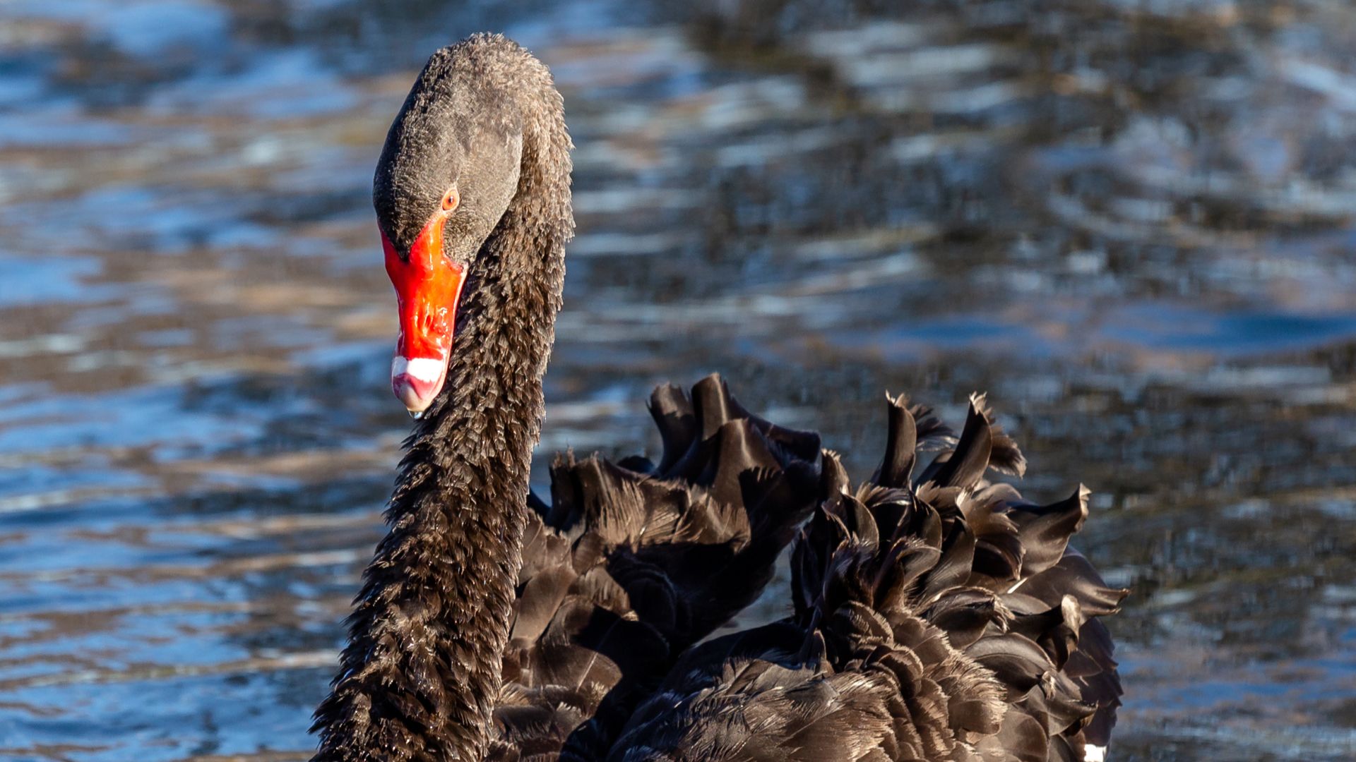 20. Cygne de Nouvelle-Zélande