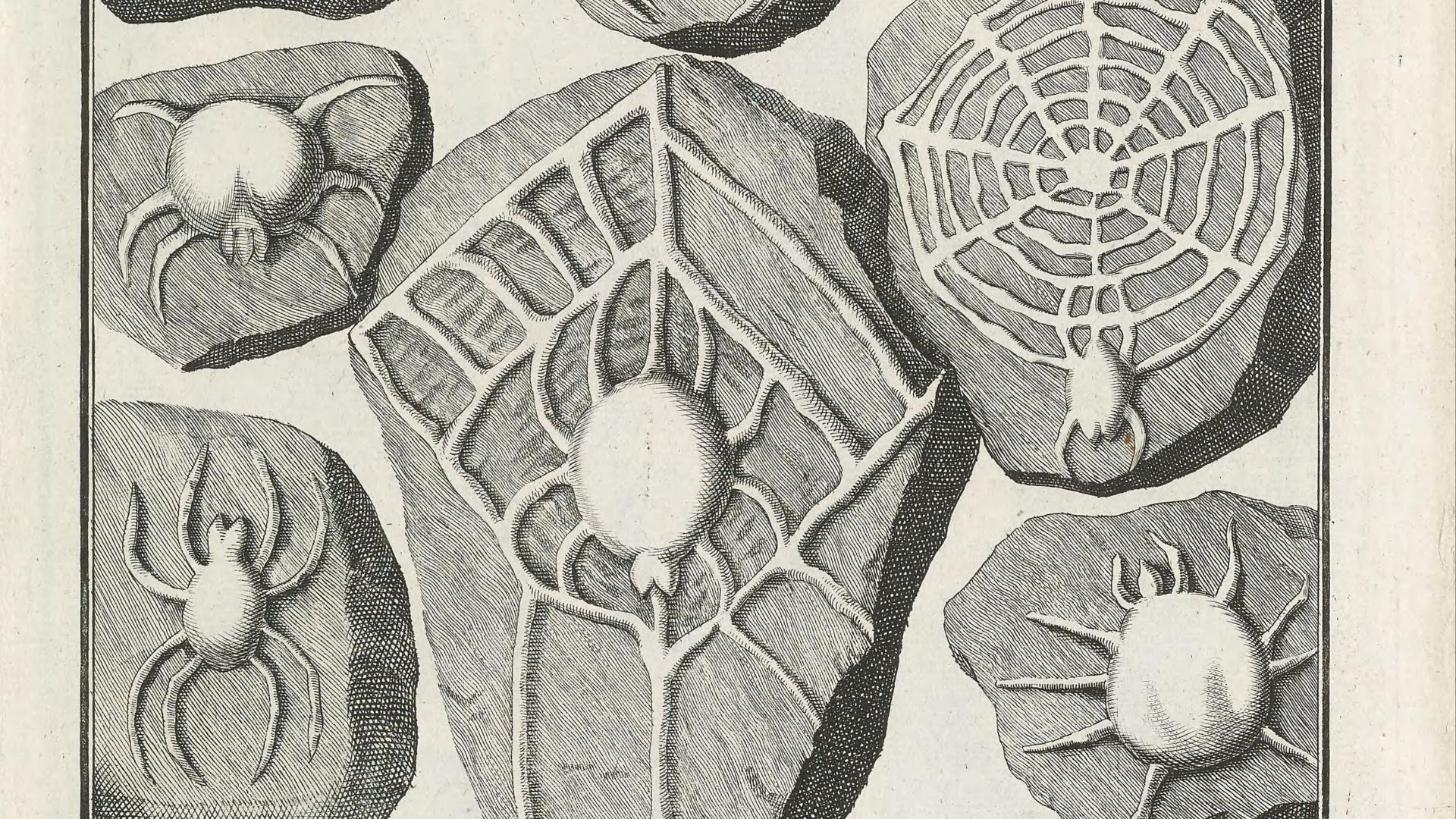 2. Les pierres couchées de Beringer