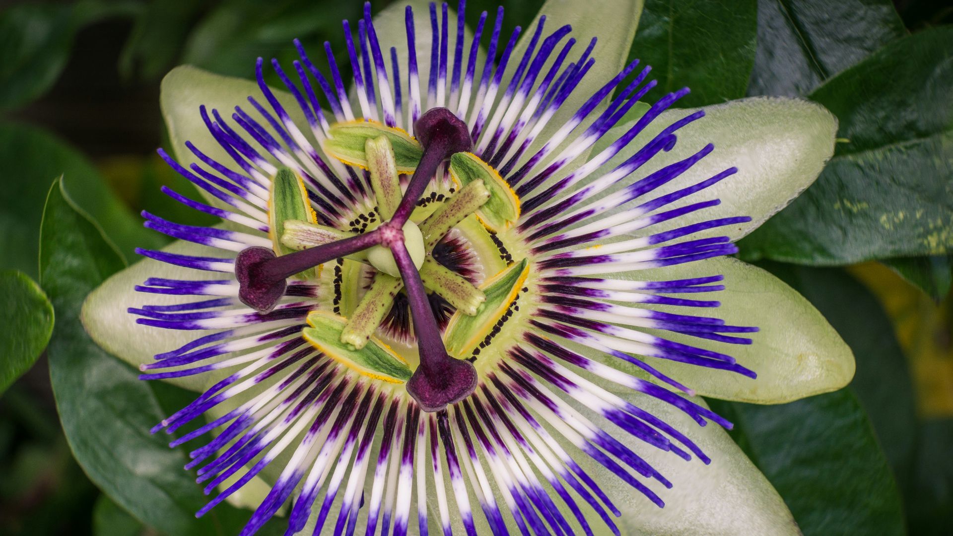 7. Passiflore