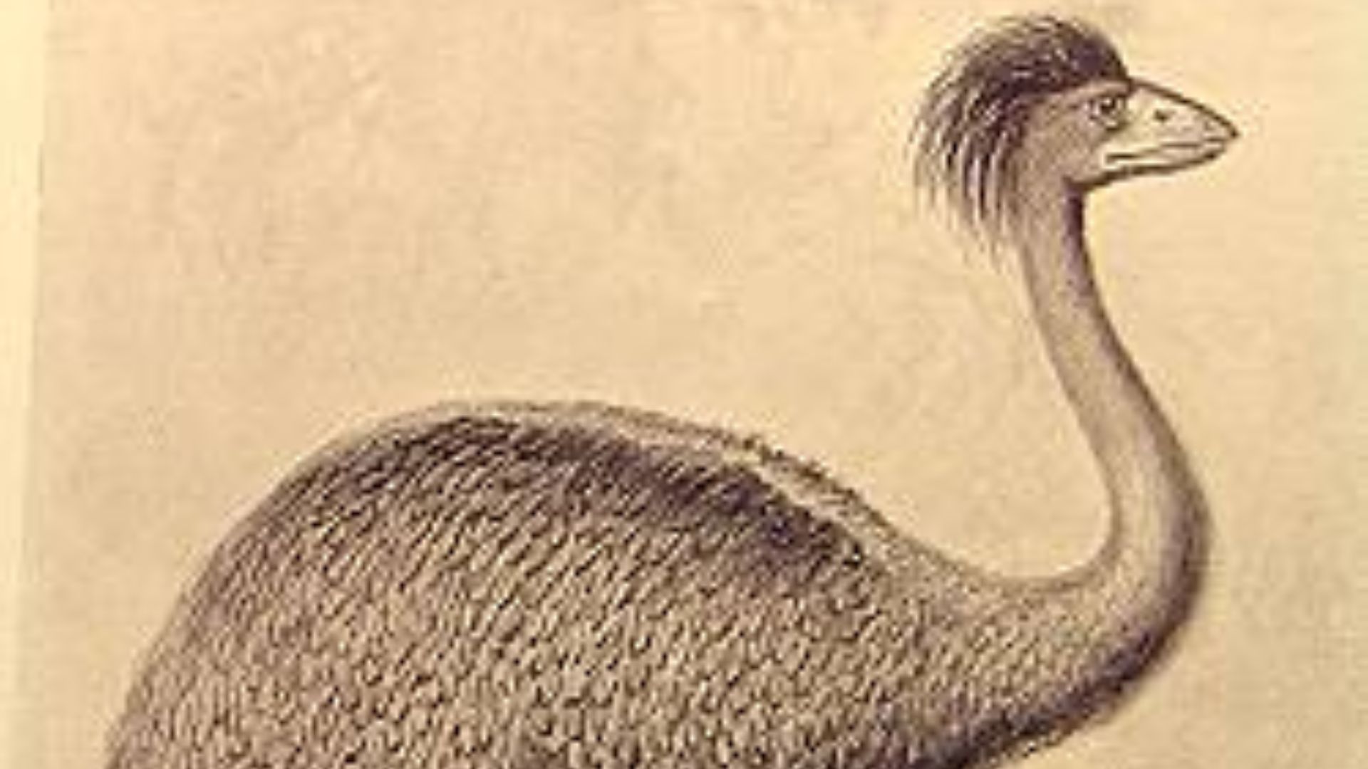 6. L'oiseau-éléphant