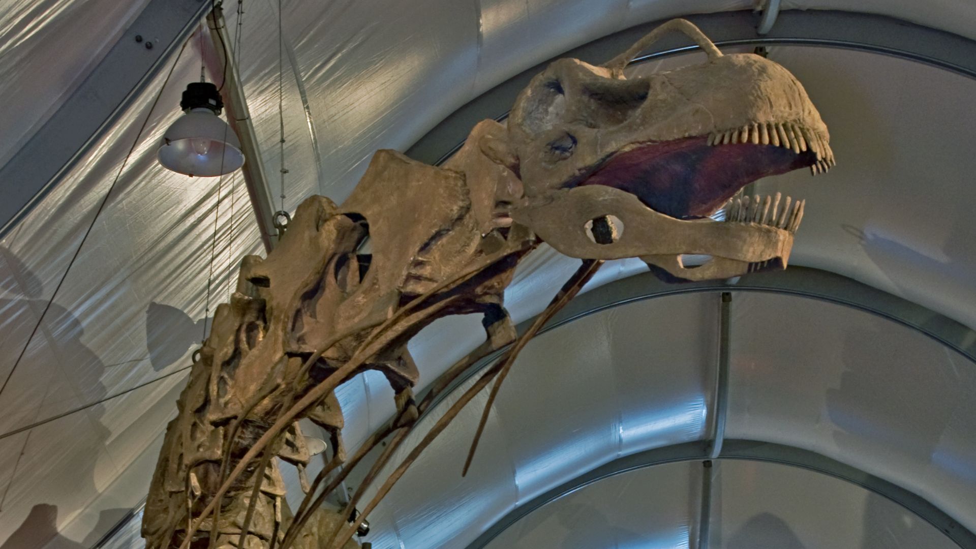 4. Il existe des titanosaures miniatures