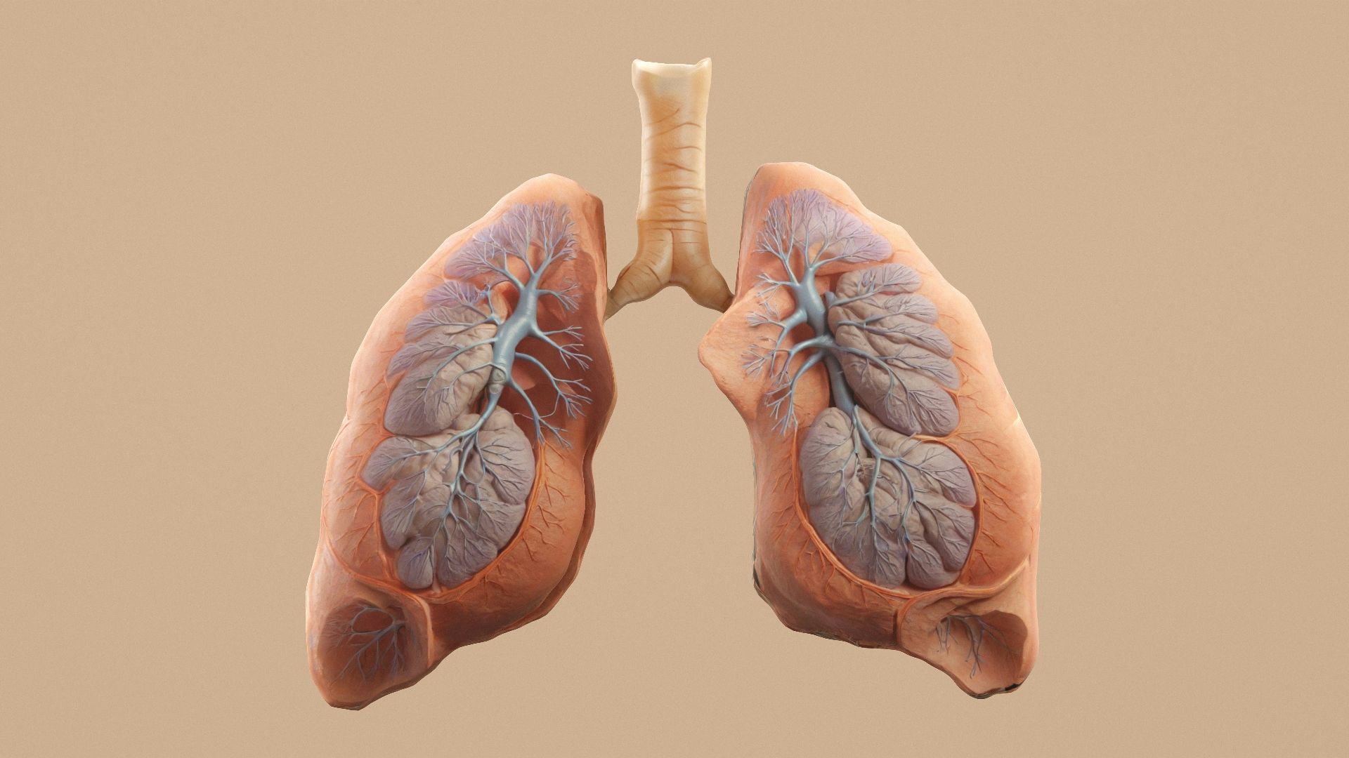 6. Dépistage du cancer du poumon