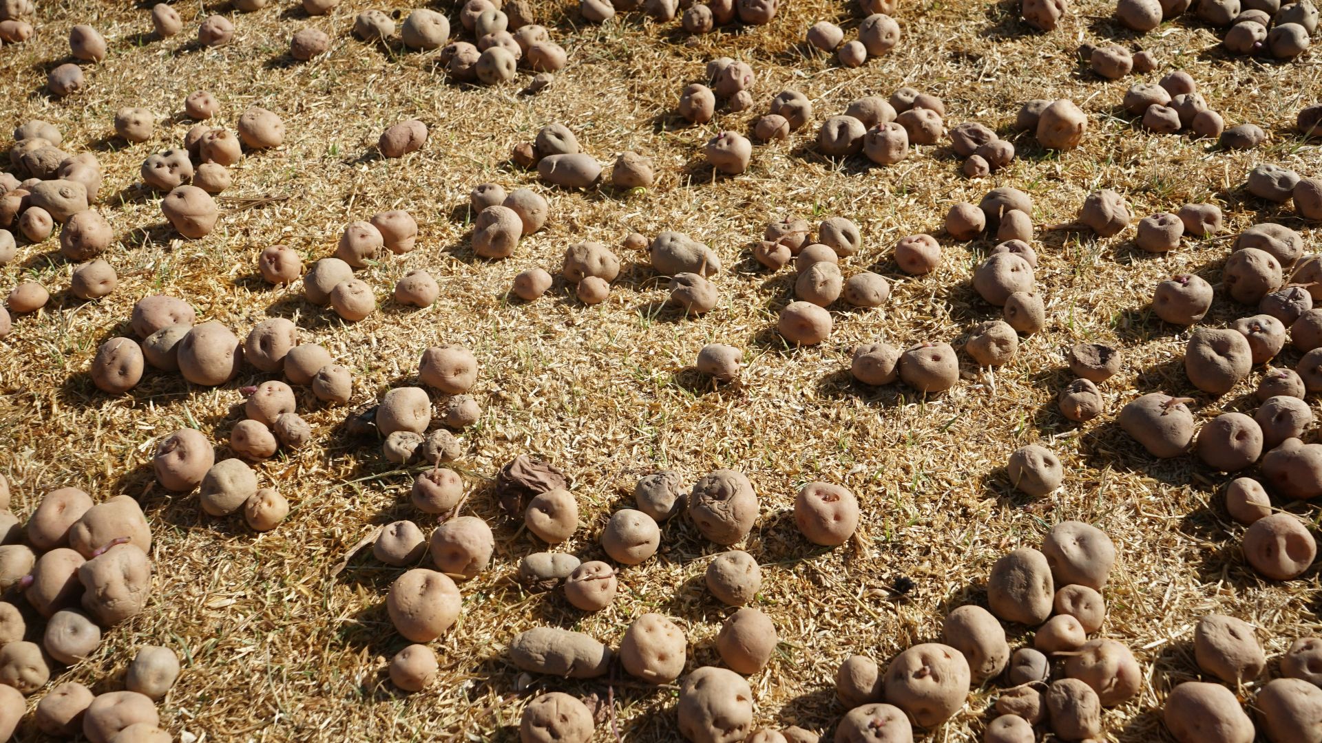 8. La grande famine irlandaise