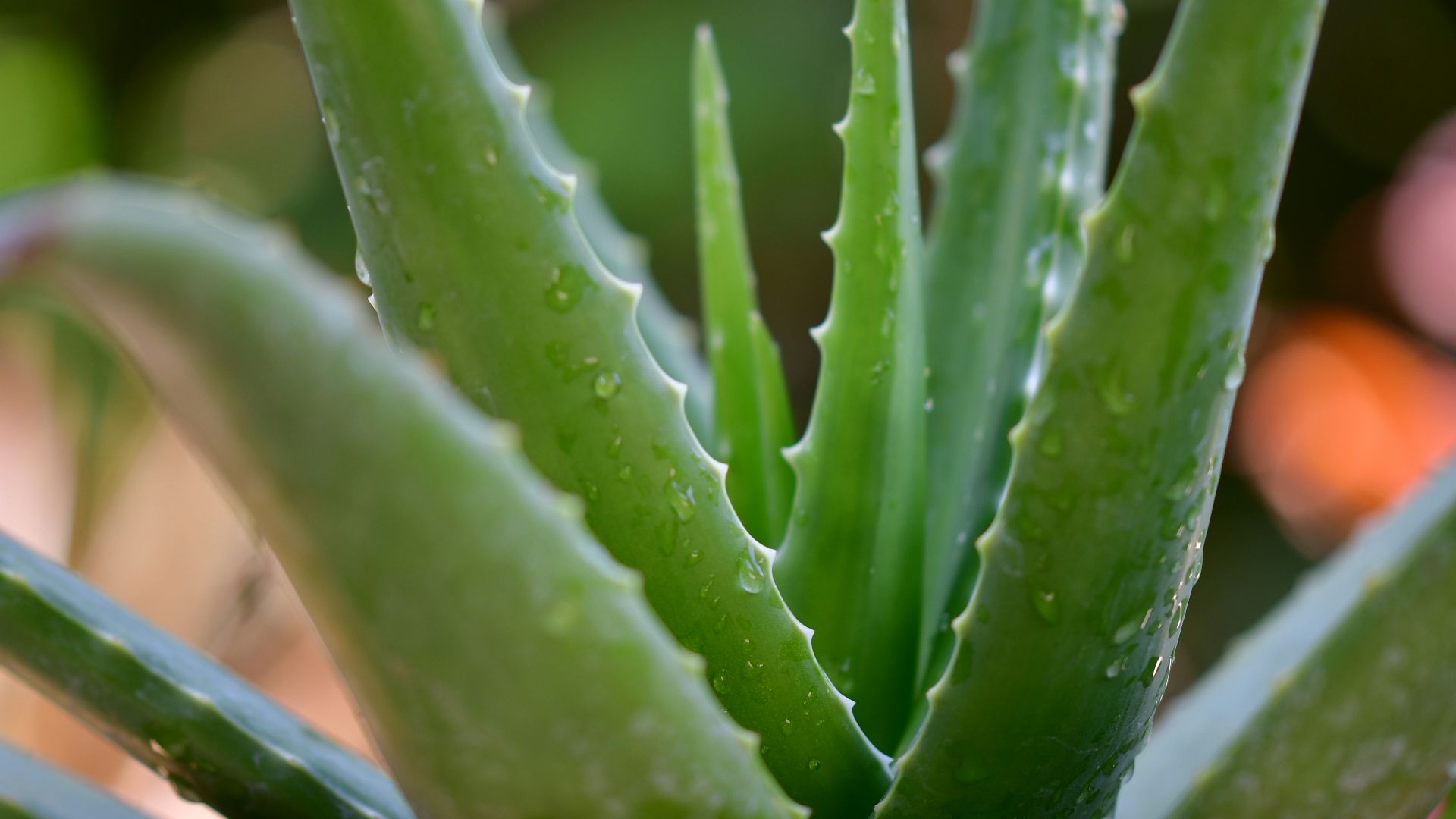 3. L'aloe vera contre les coups de soleil