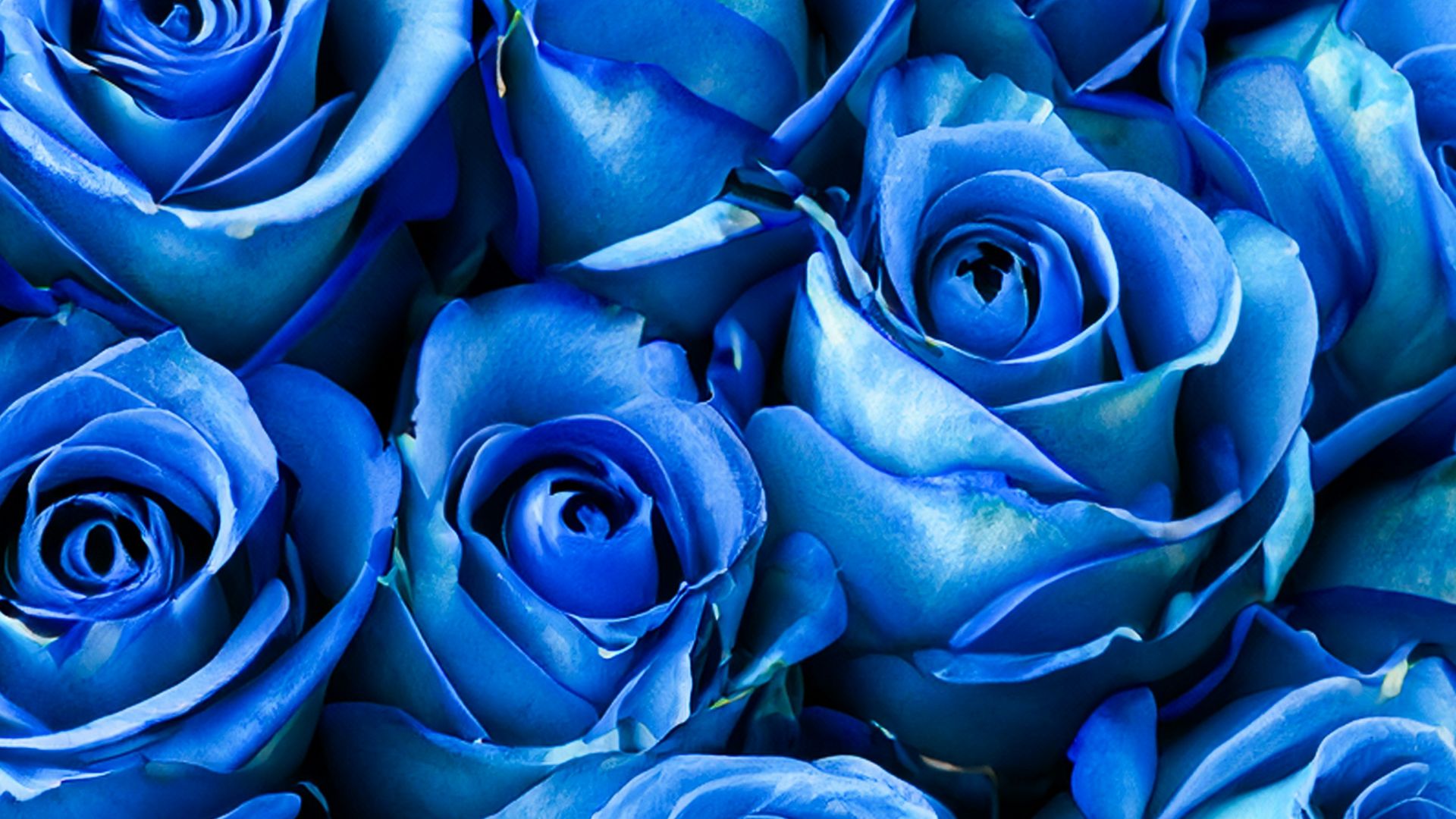 5. Des roses bleues