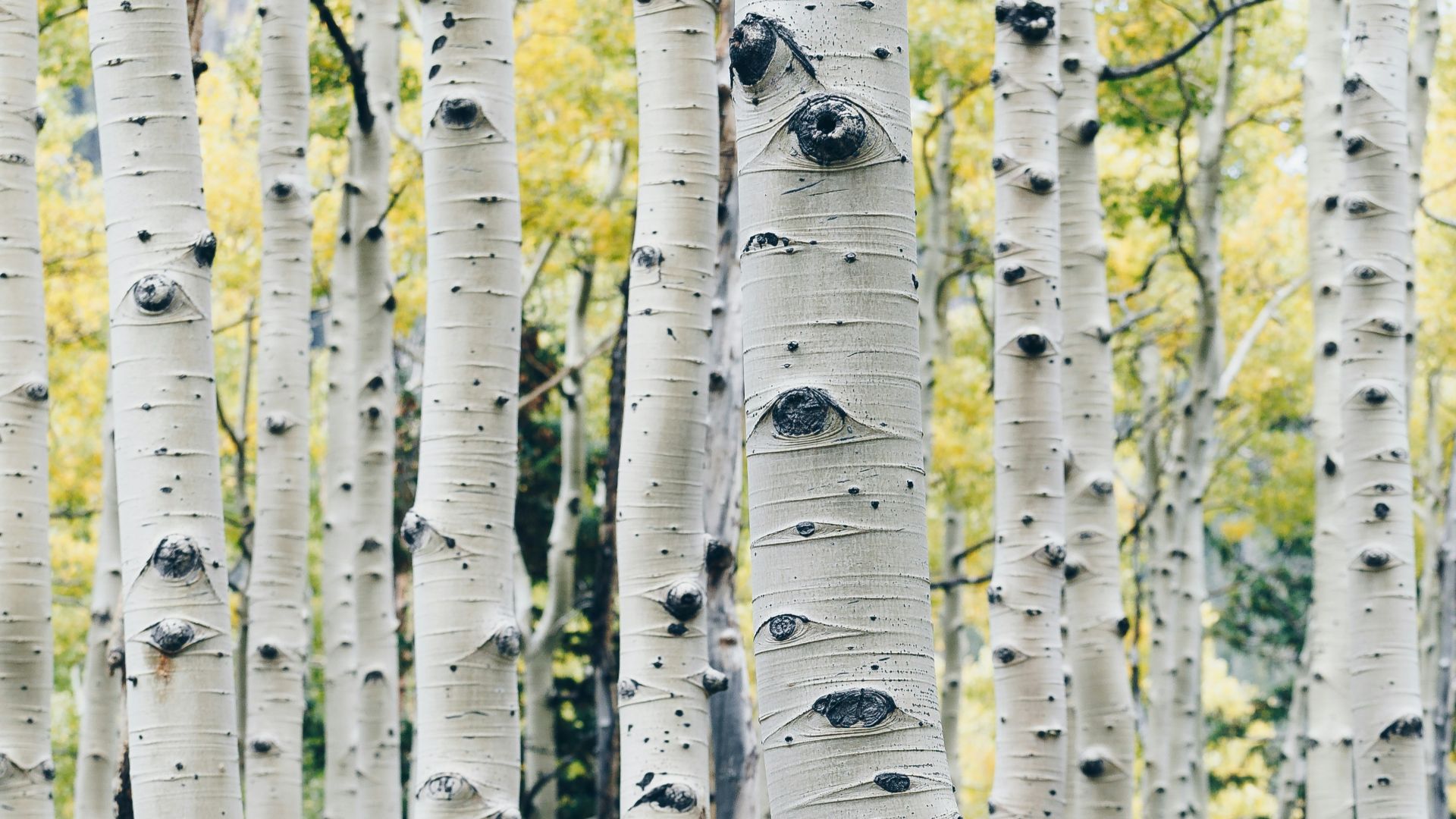 16. Goudron de bouleau de Néandertal