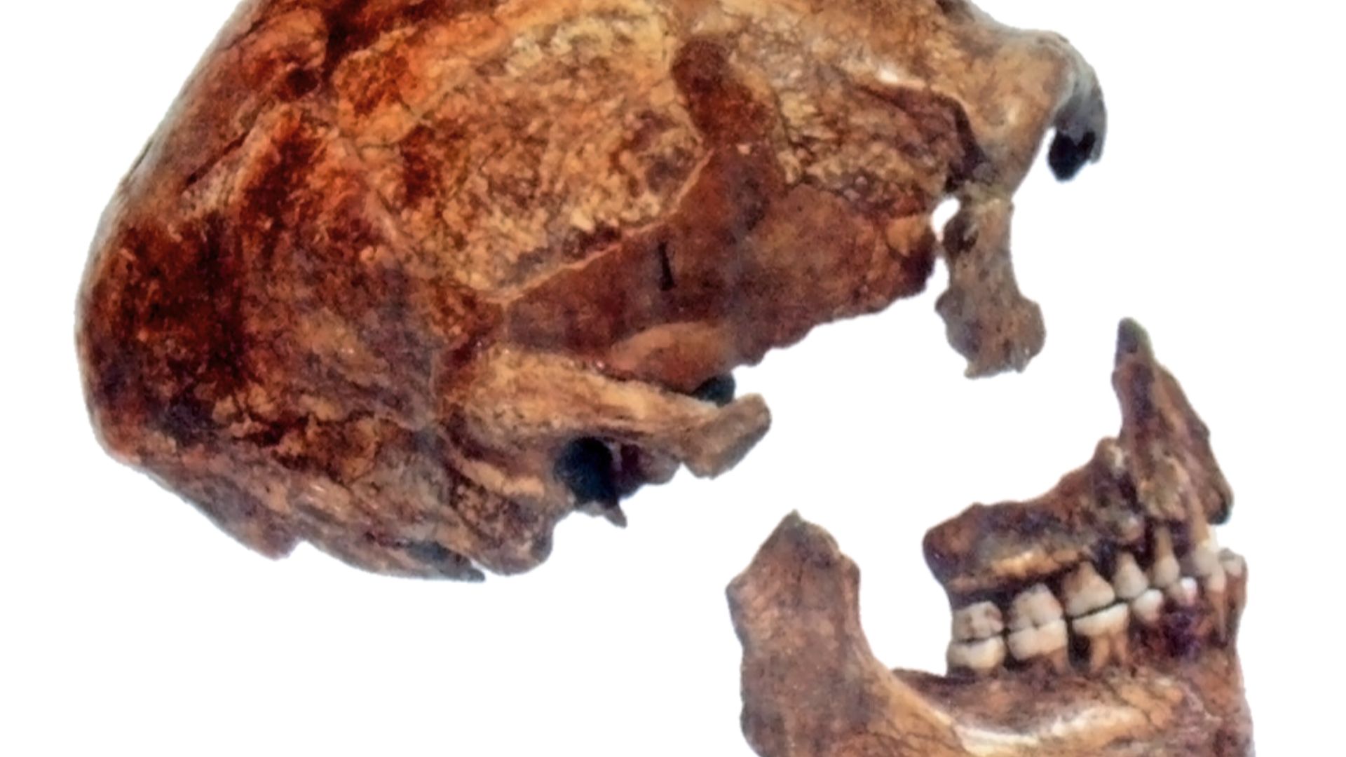 3. Les fossiles espions