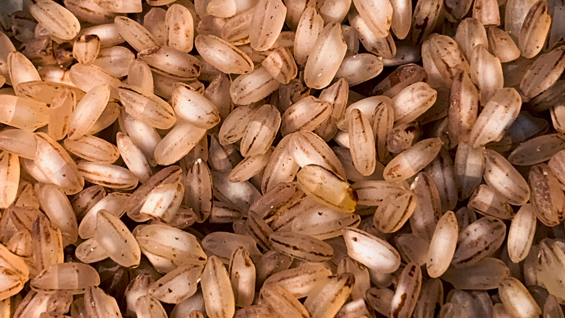 9. Riz brun nature