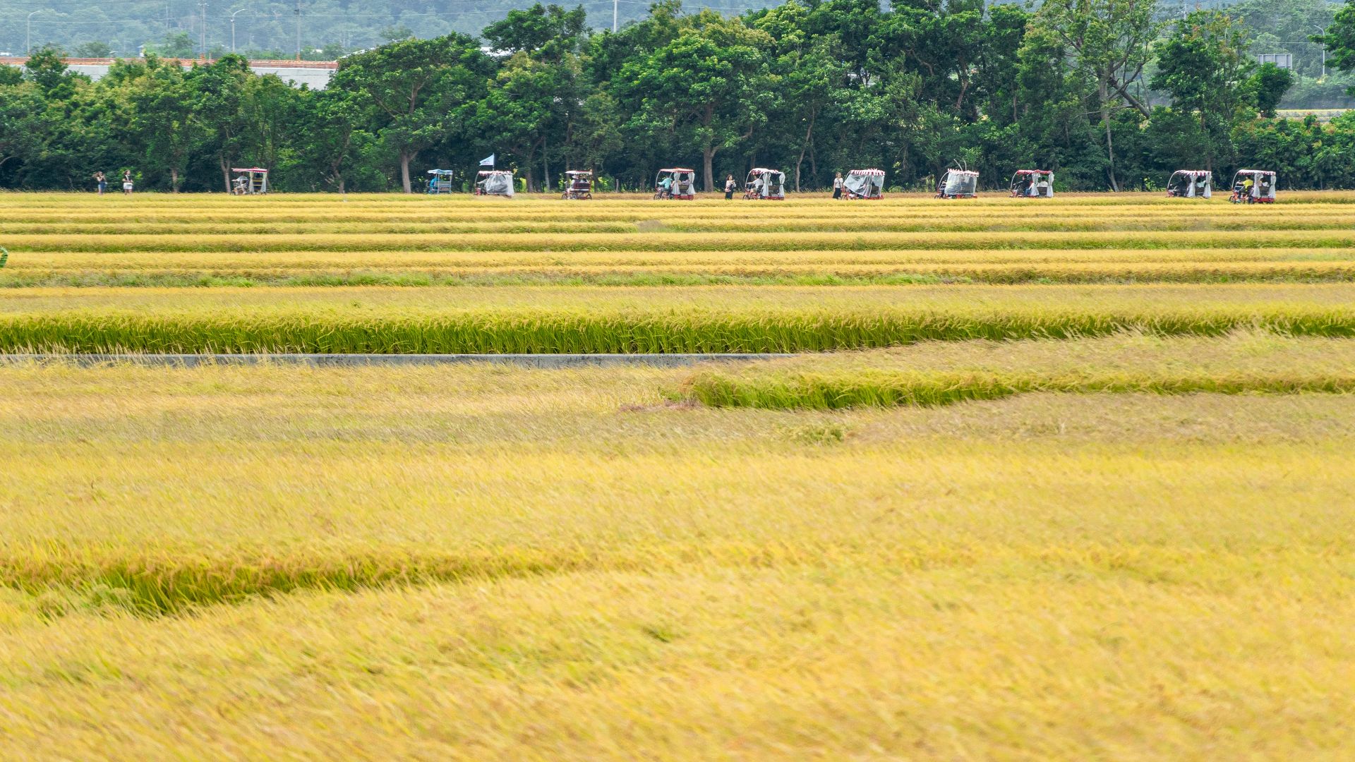 3. Le riz doré