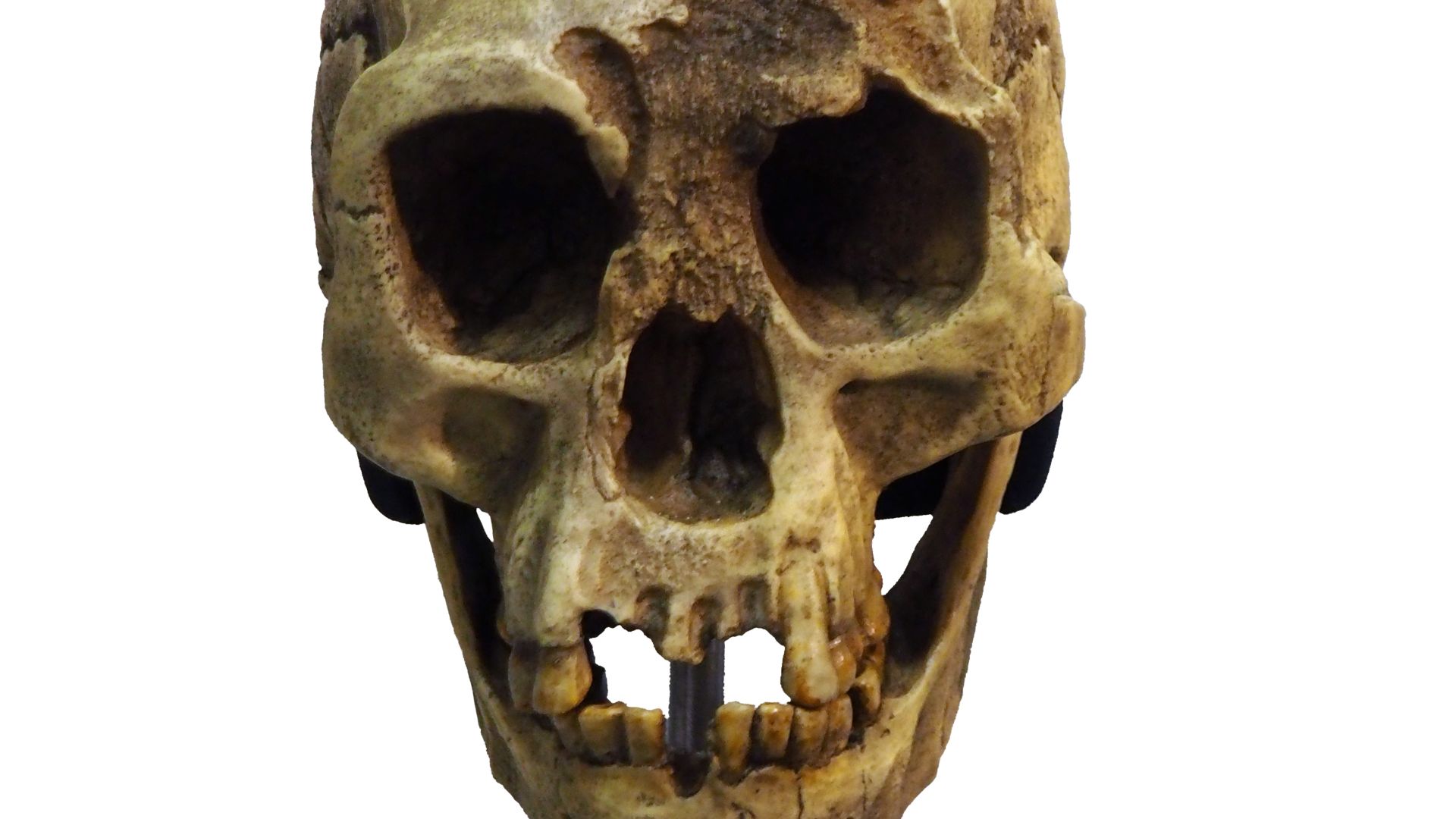 14. LB-1 et l'Homo floresiensis