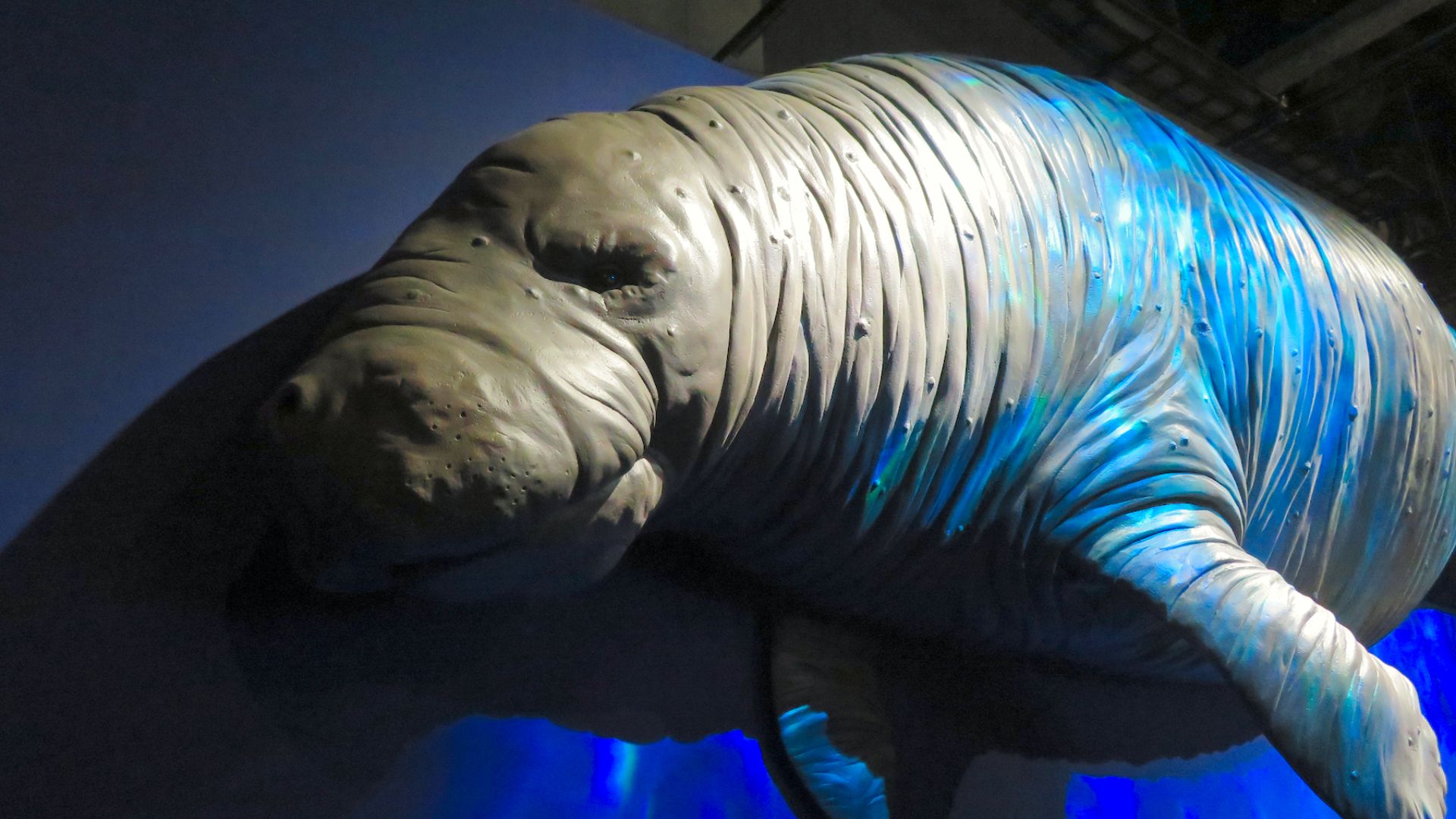 6. La vache marine de Steller