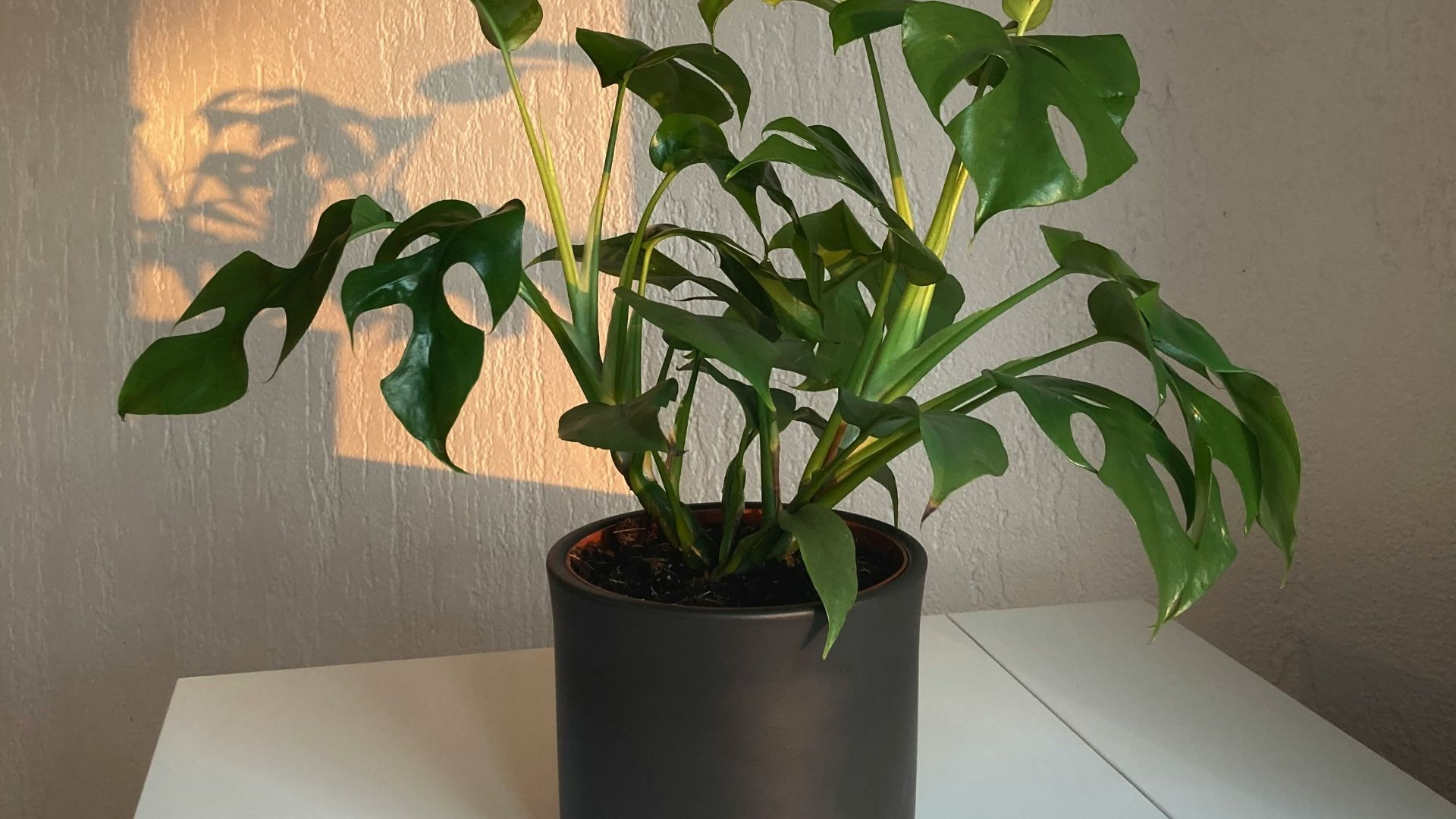 19. Les plantes d'intérieur trop nombreuses qui nécessitent des soins