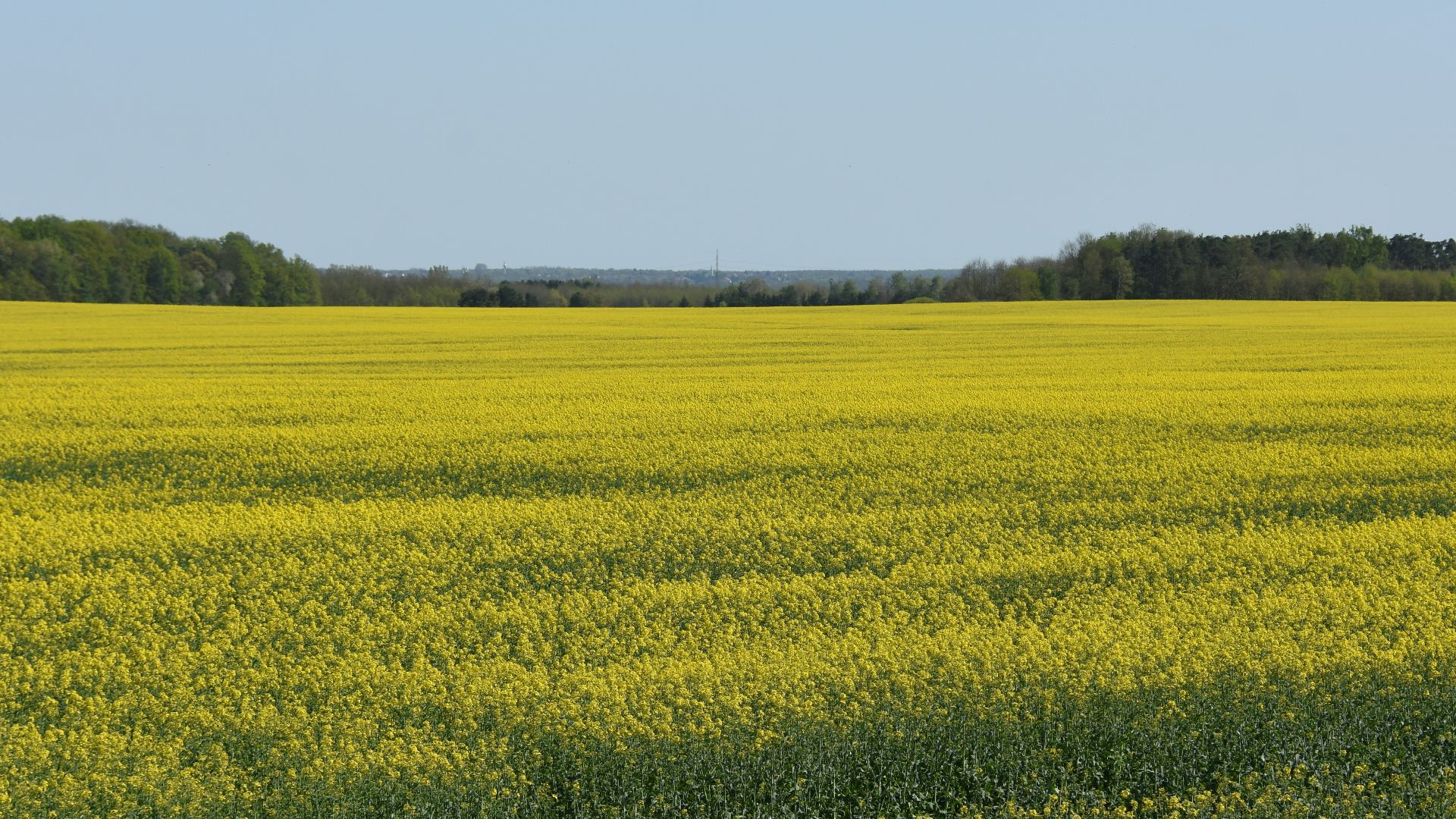 20. Canola riche en oméga-3