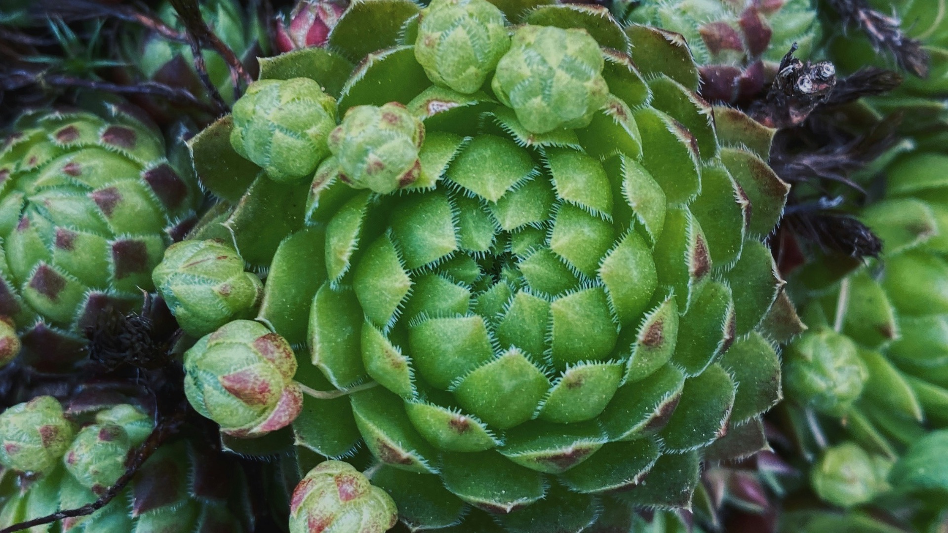 14. Découvrez les fractales dans la nature