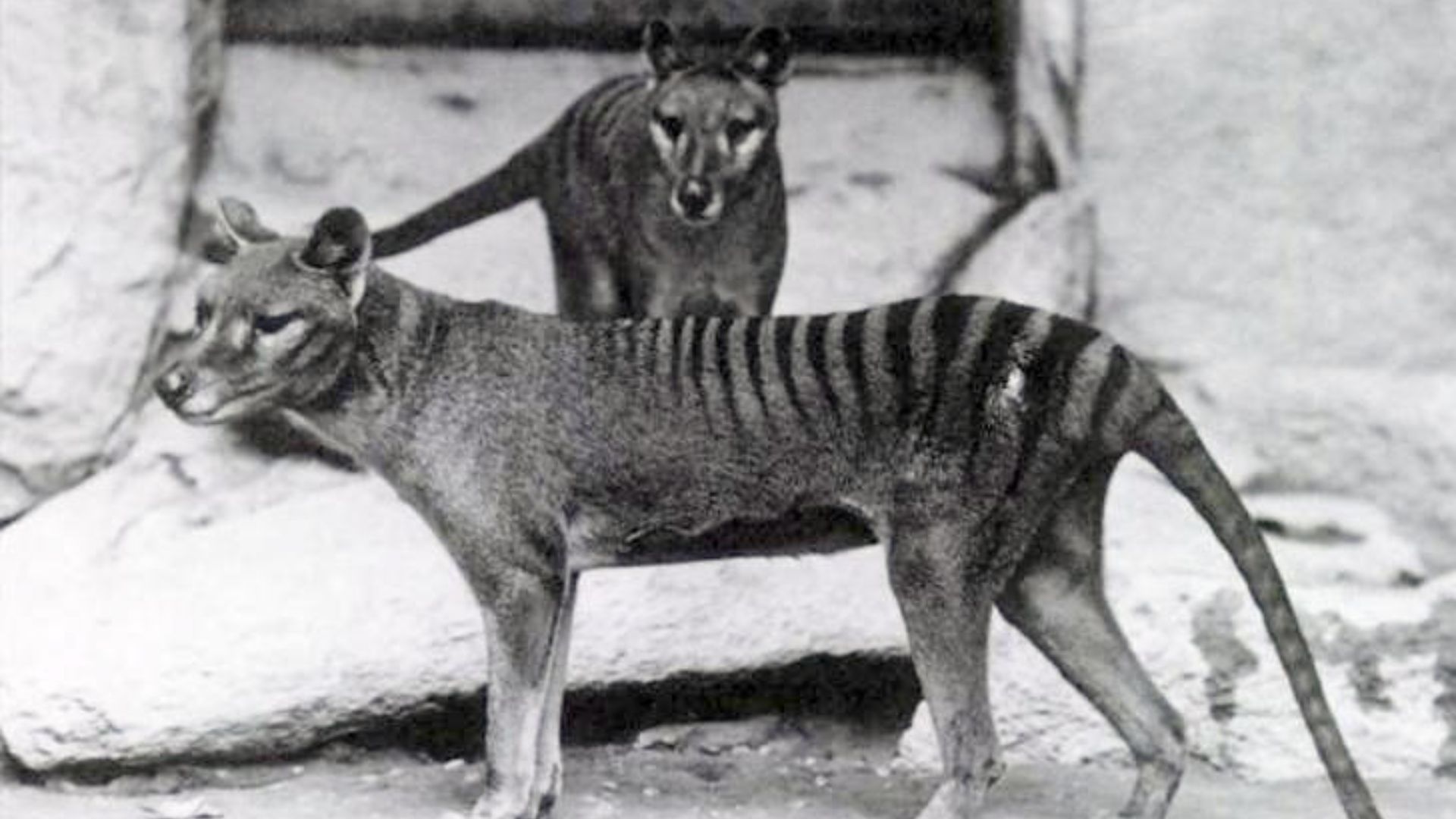 3. Le thylacine