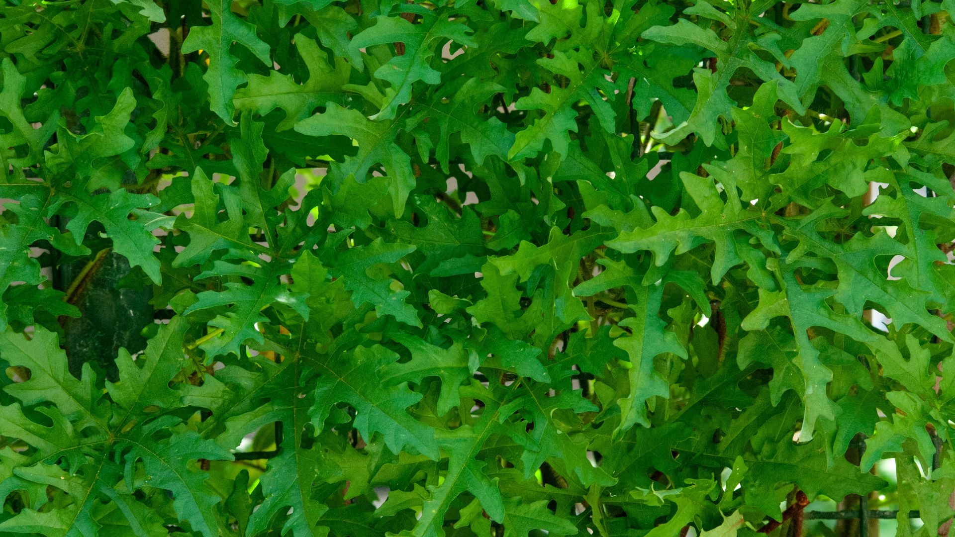 13. Roquette