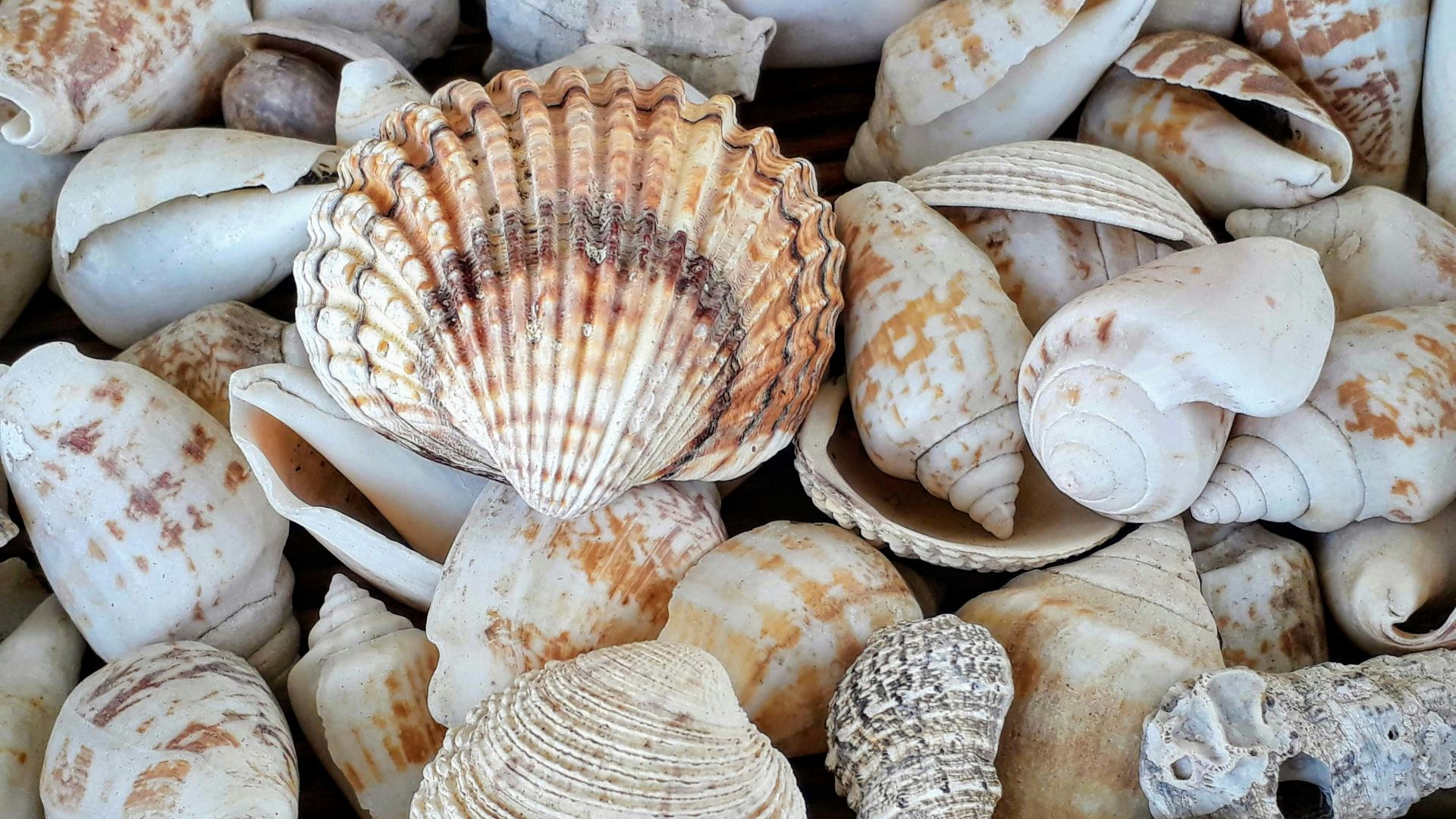 19. Avoir l'air humain, ça comptait aussi