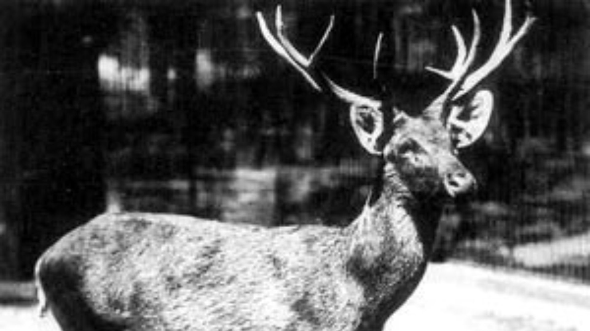 10. Le cerf de Schomburgk