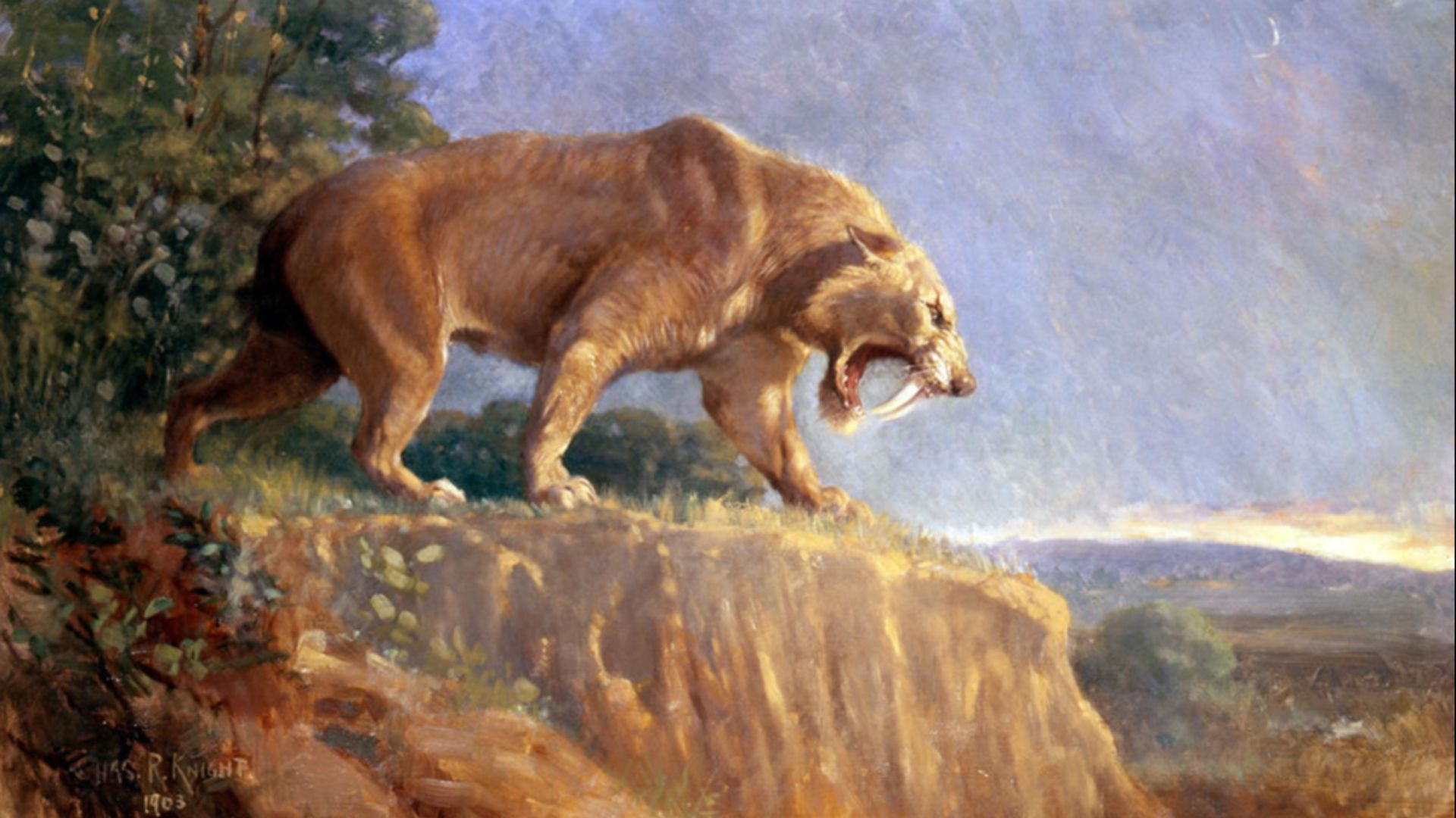 1. Le tigre à dents de sabre