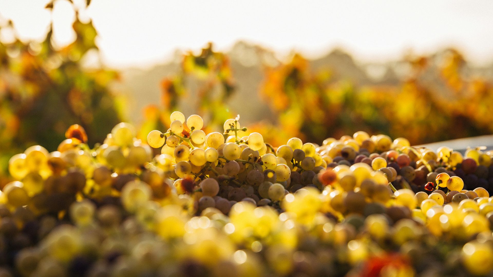 1. Le tristement célèbre deuxième vin le moins cher