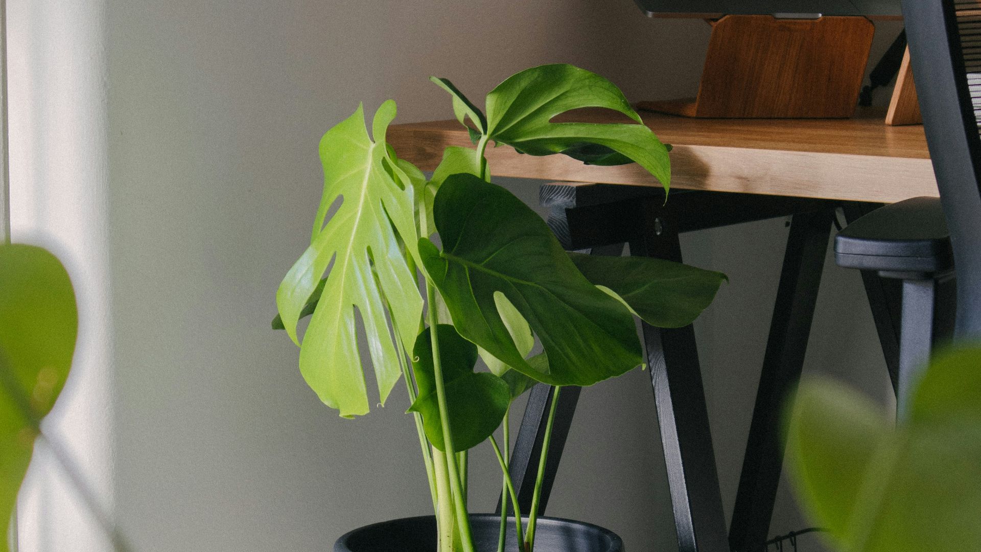 12. Ils utilisent les plantes comme des outils de décoration
