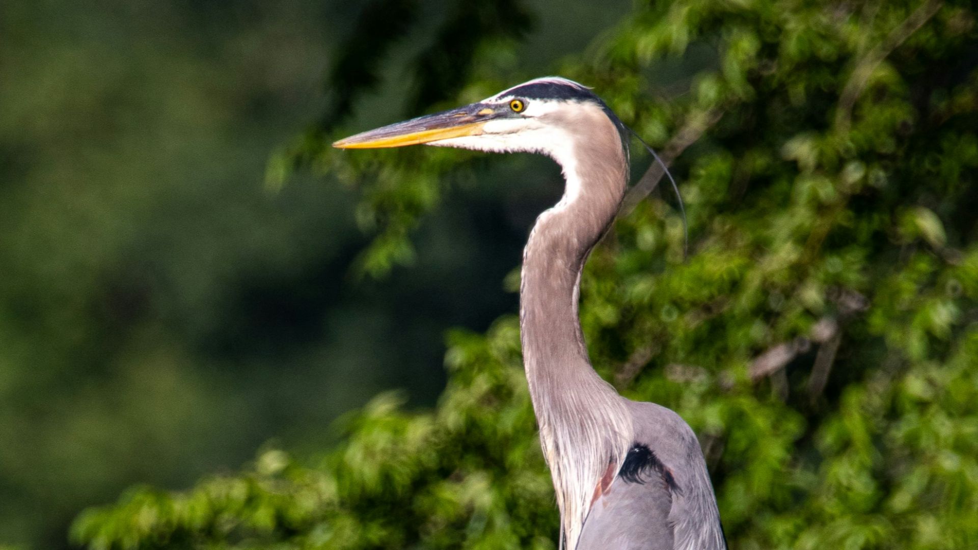 14. Le « Héron de l'enfer »