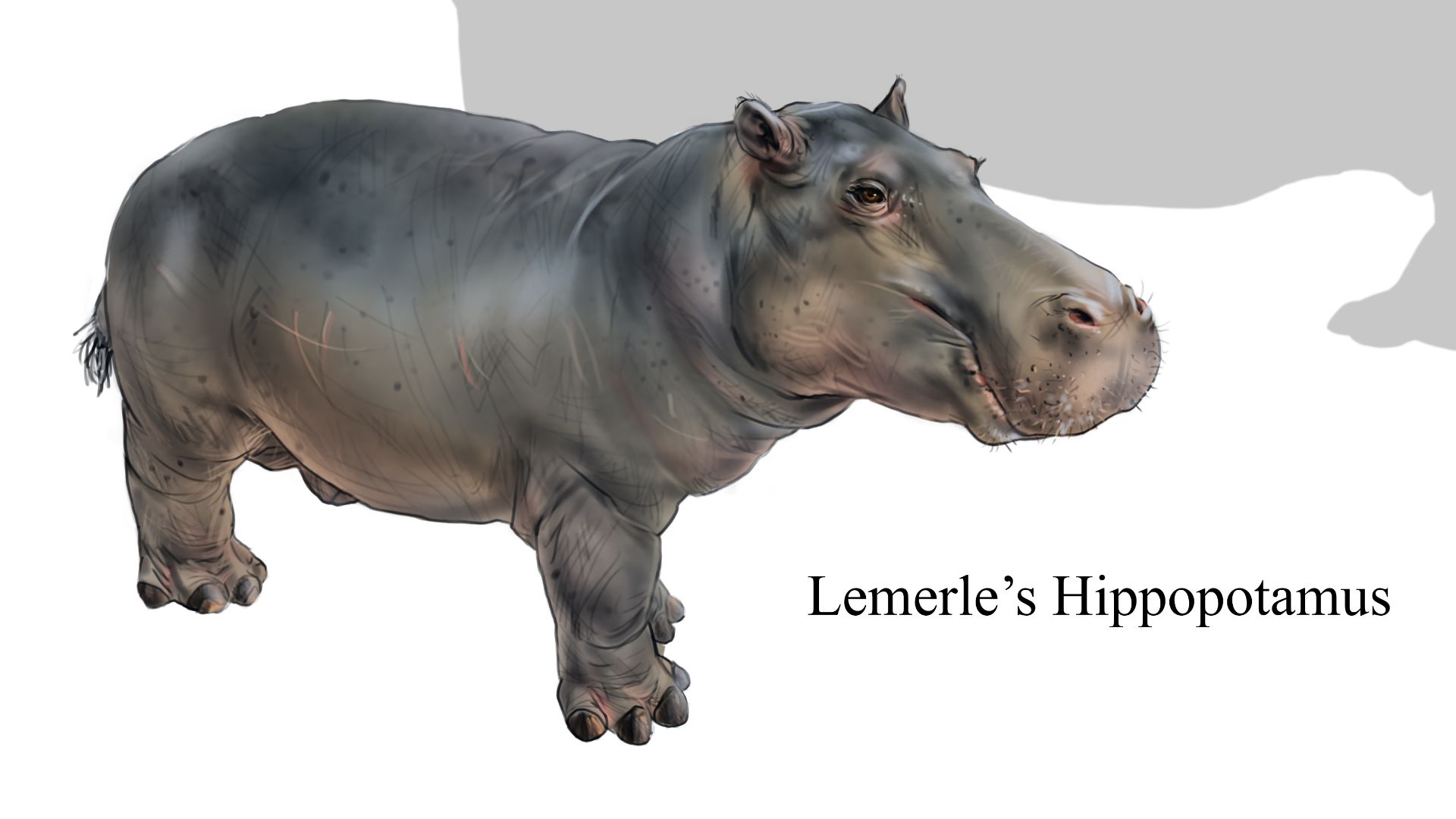 17. Hippopotame malgache