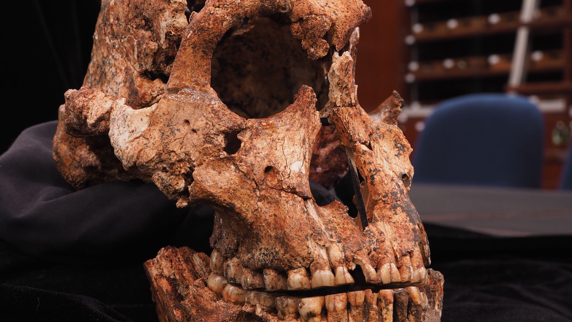 13. DNH 134 à Drimolen